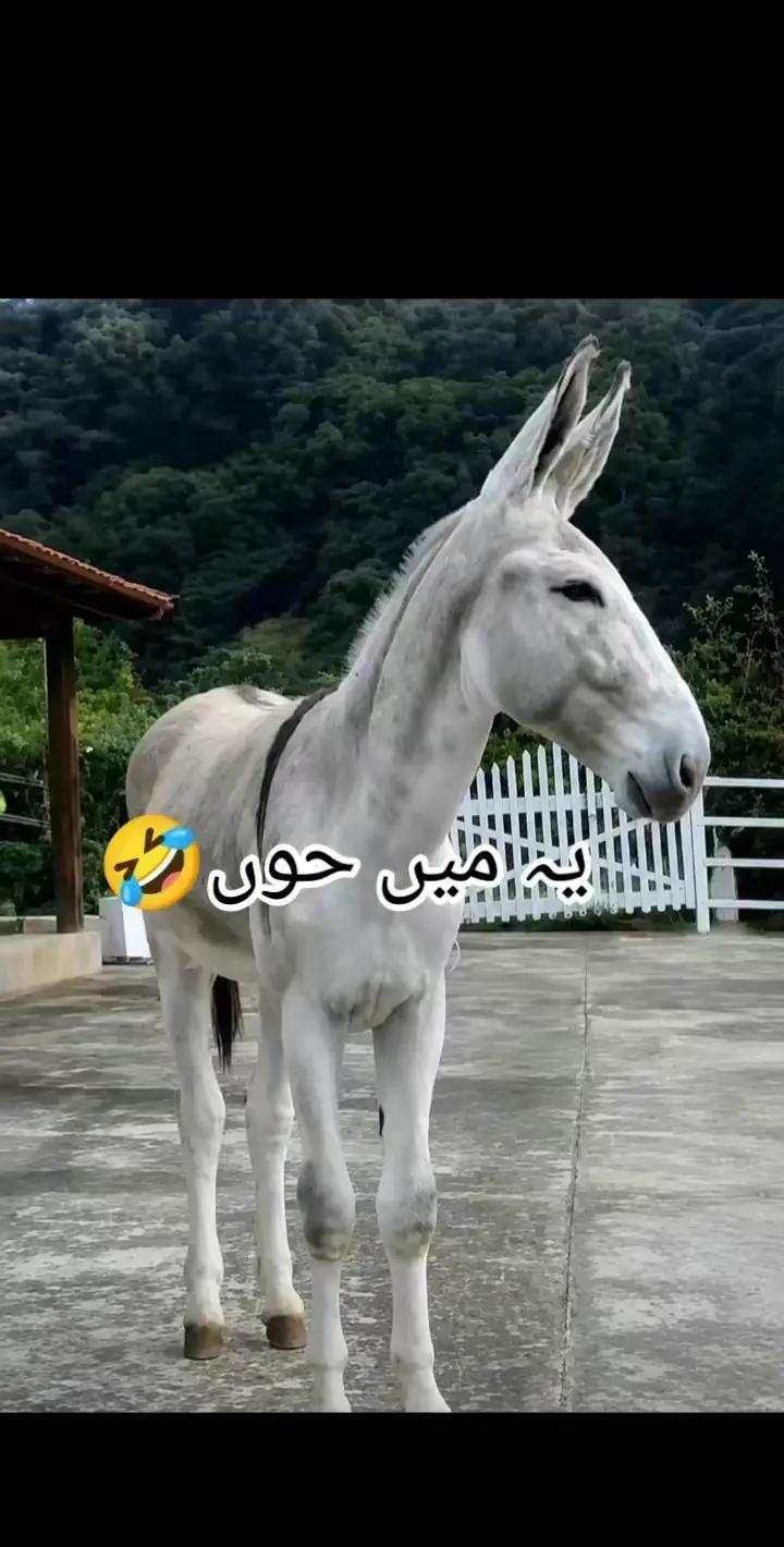 @๐๐Yasir๐๐