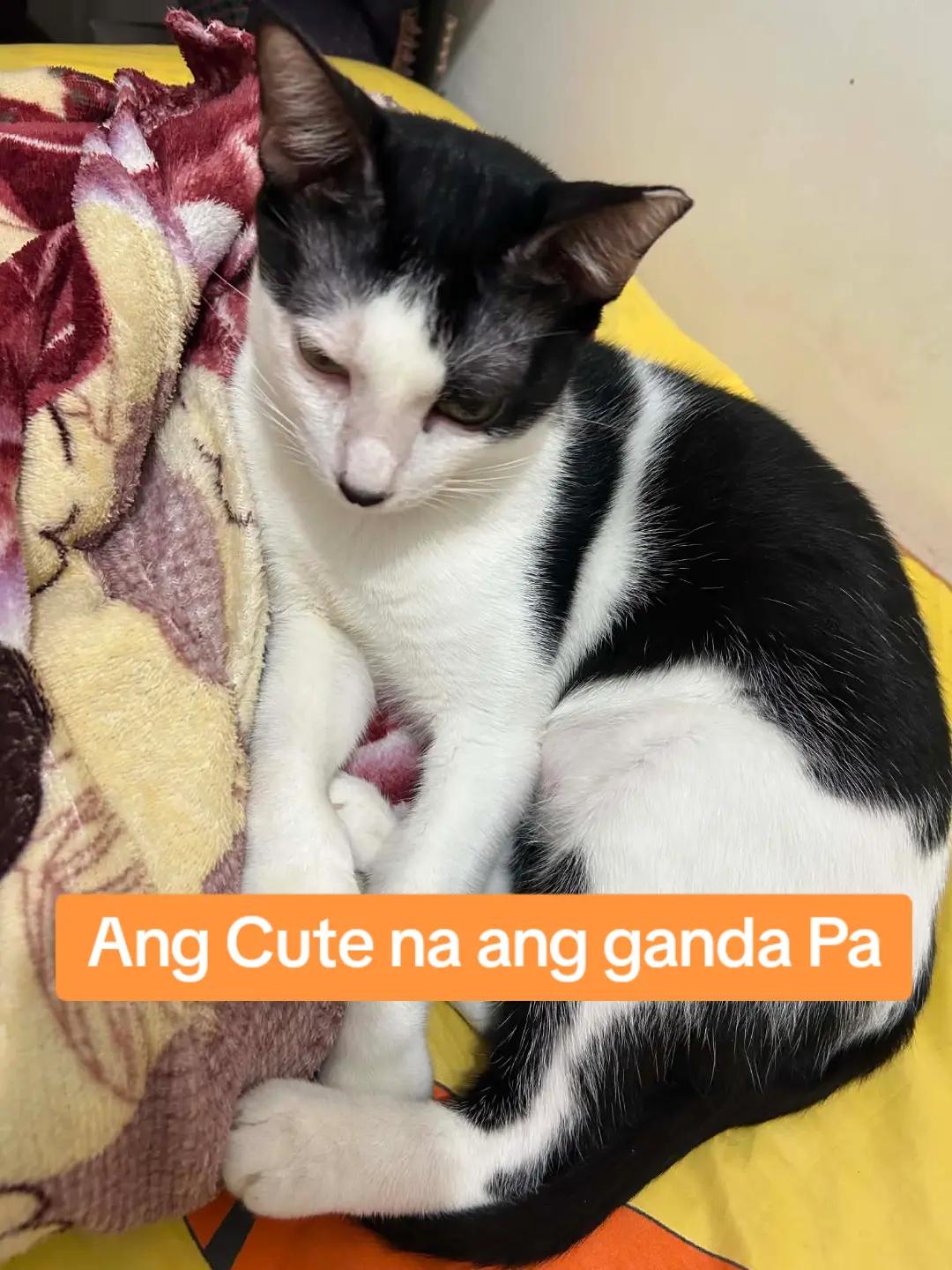 @inday alicia