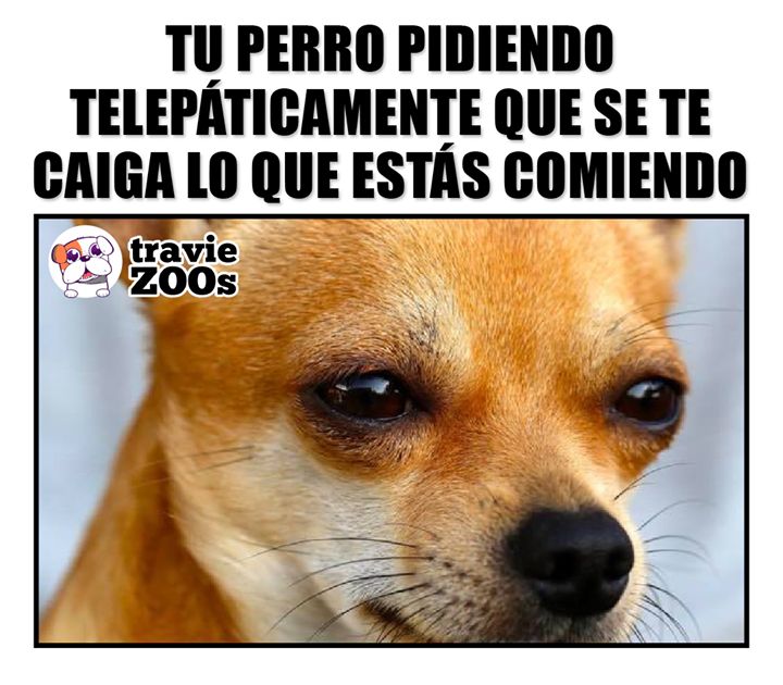 @Pancho Cavero