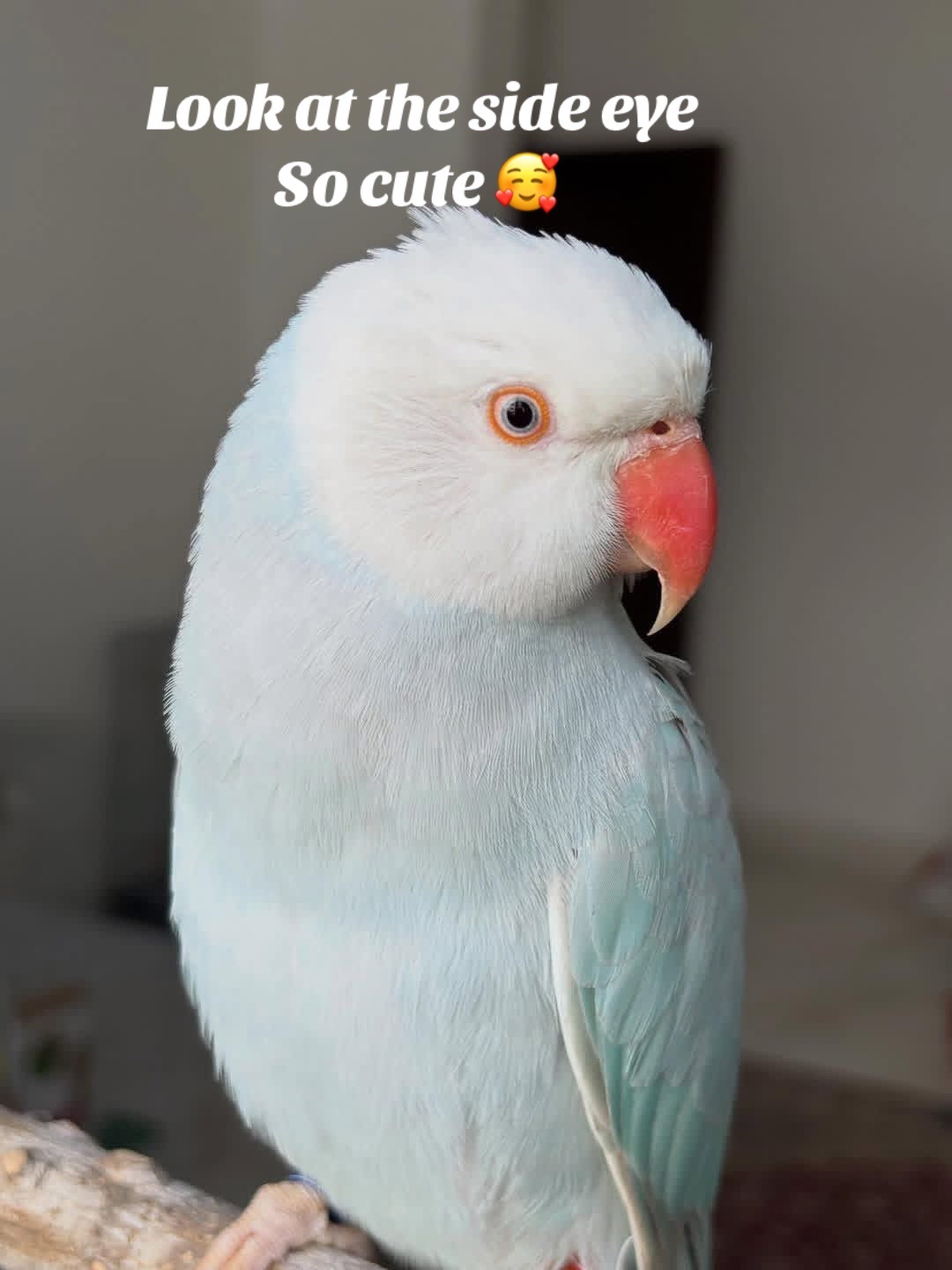 @Ring-necked Parakeets