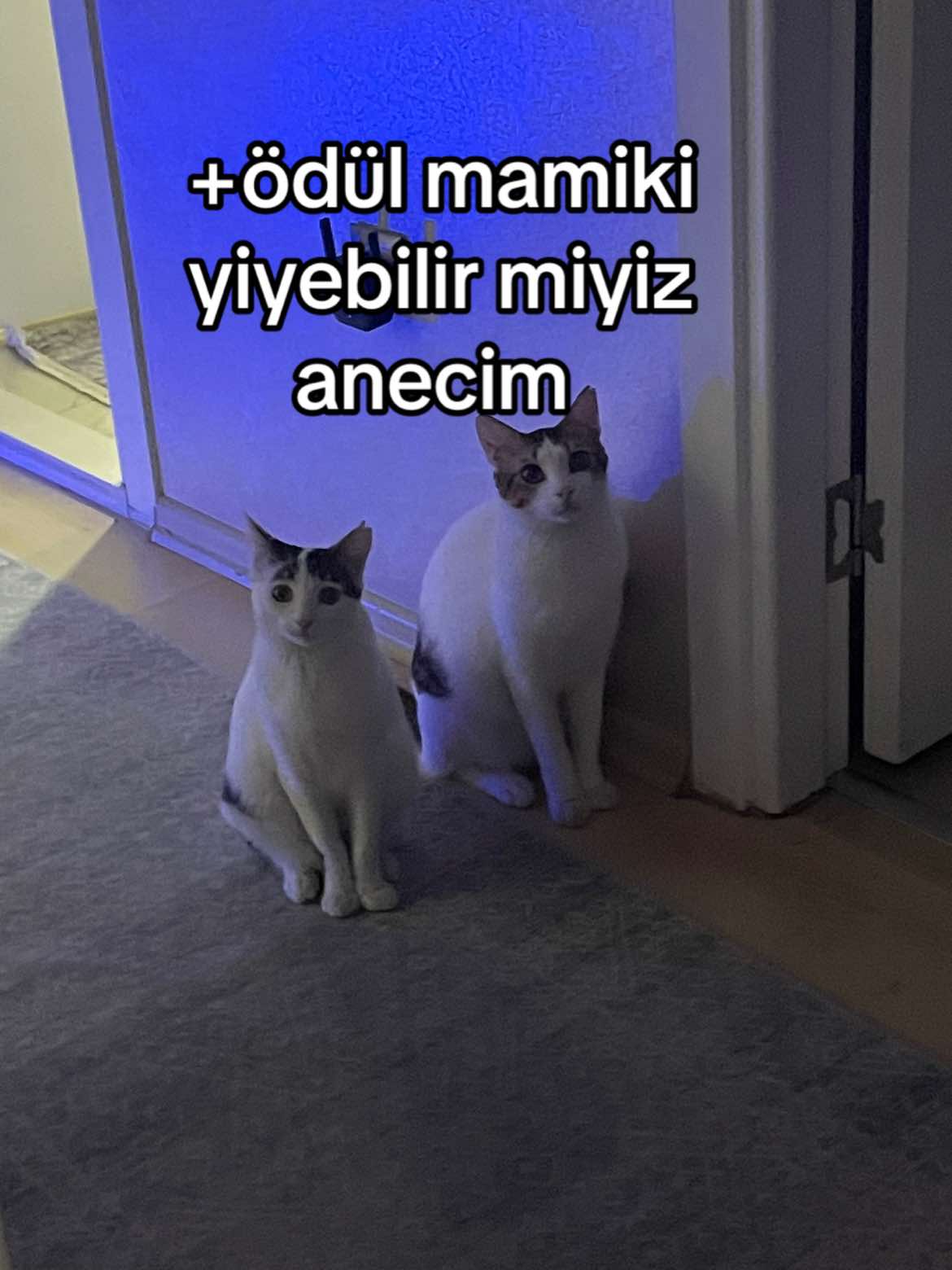 @mısır mercimek halil ve ben 🐈