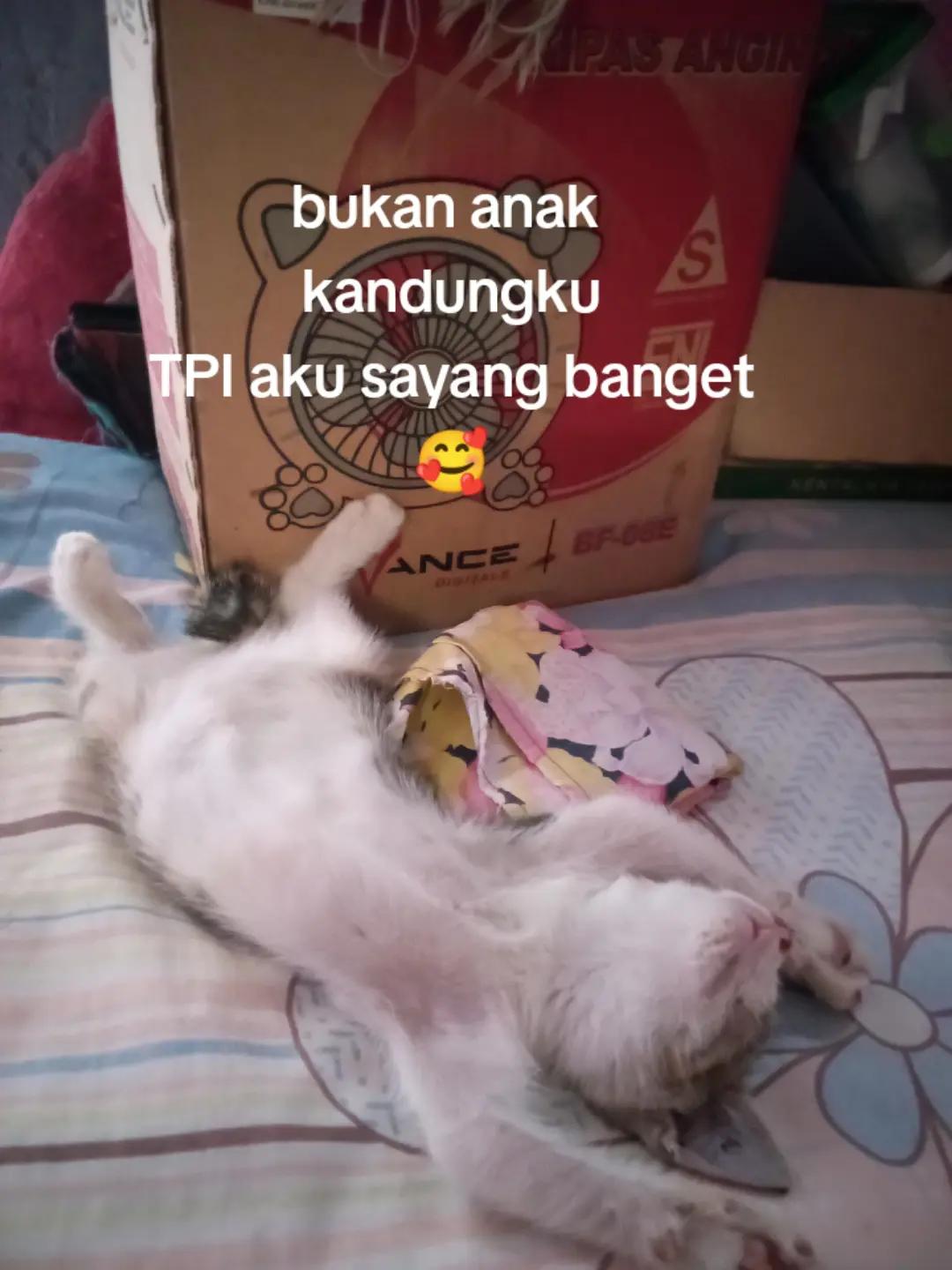 @ibundanya kucing