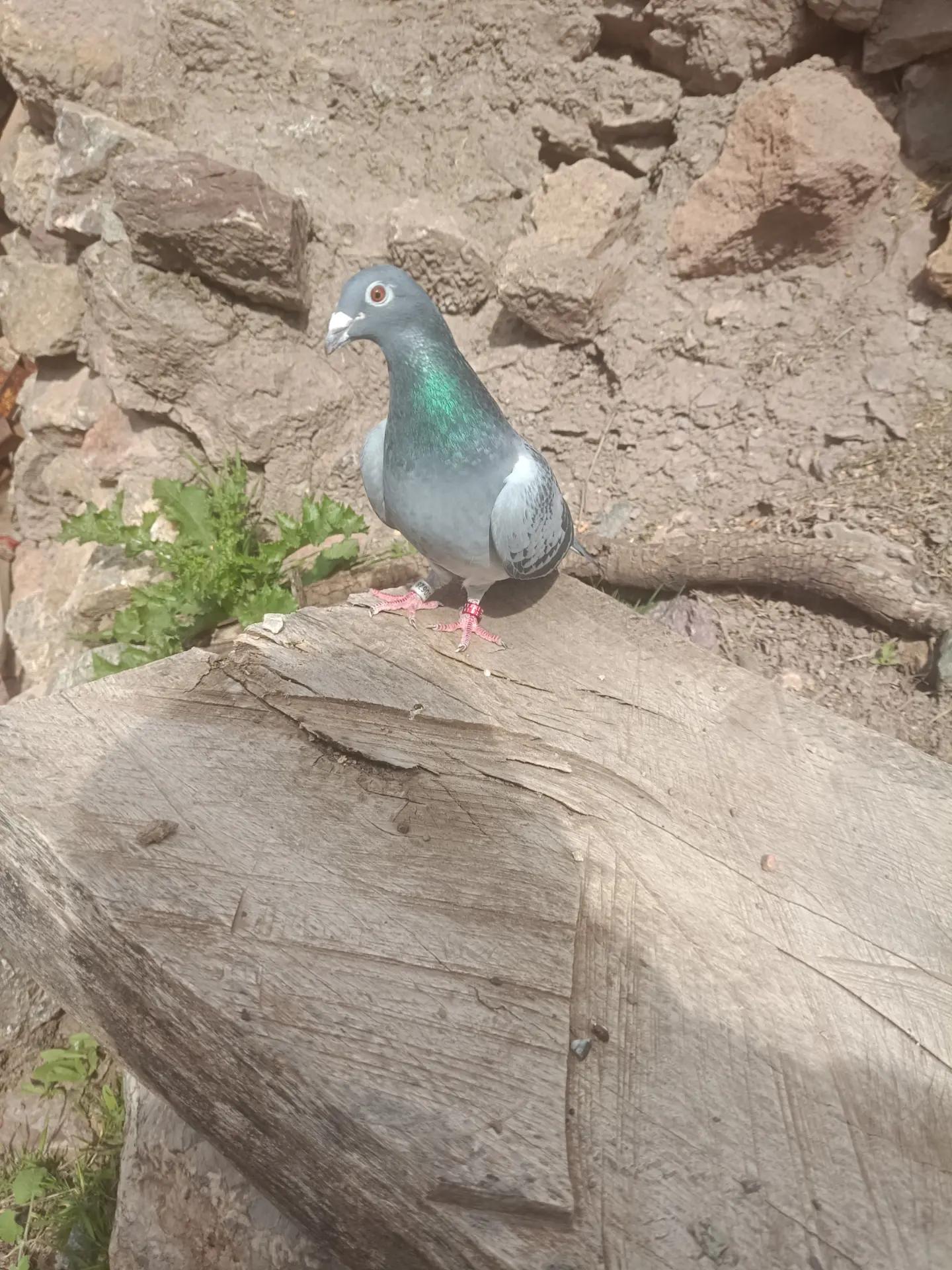 @YARIŞ POSTASI