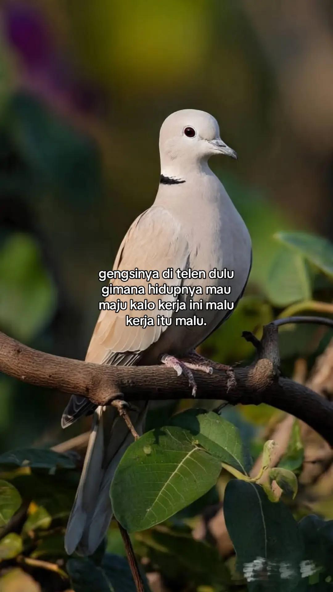 @wisnu23