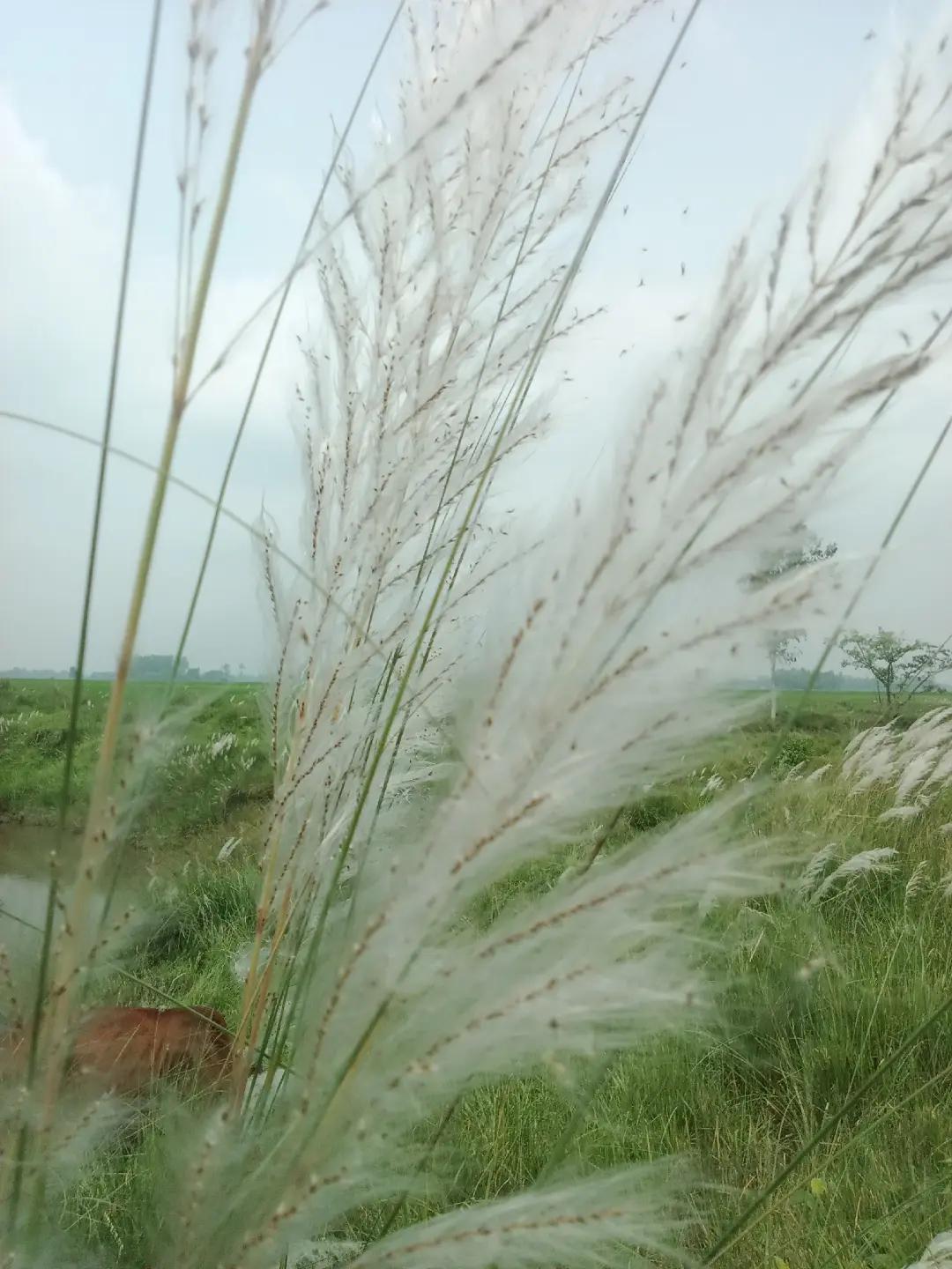 @ST❤️ Nagpuri❤️ Lover 🫶