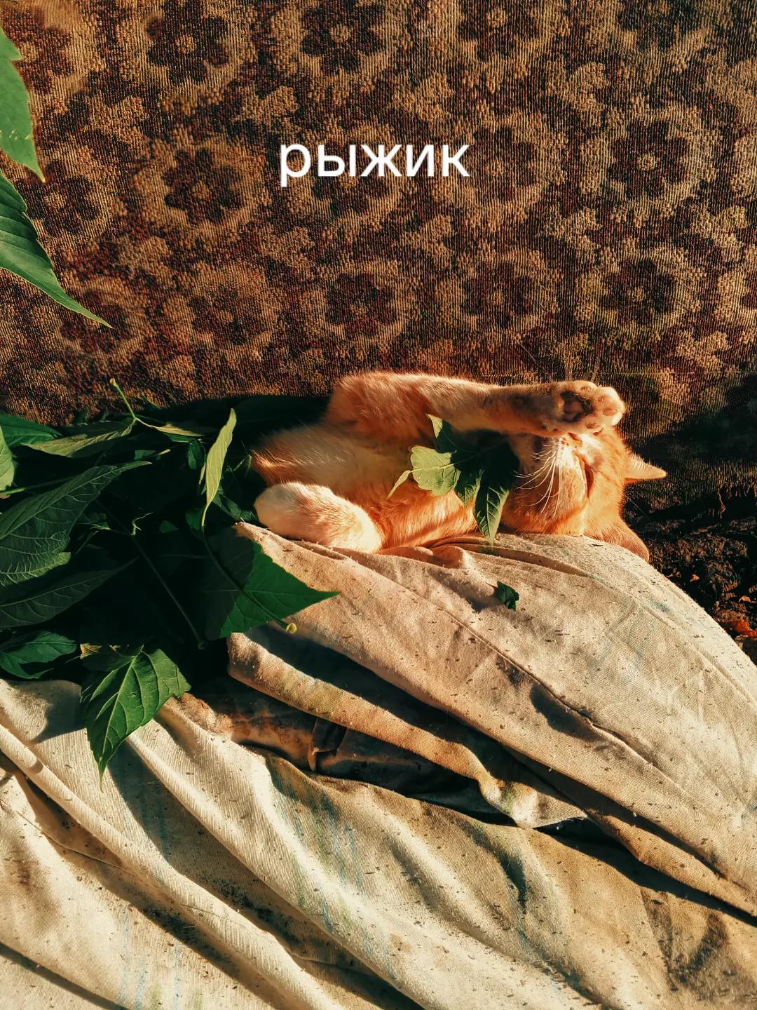 @килька