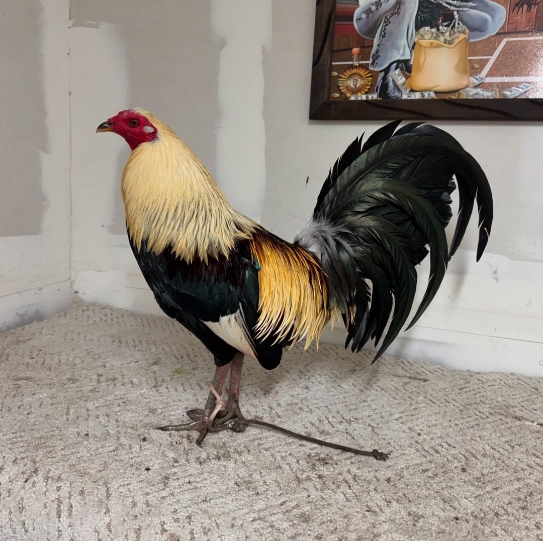 @Los Gallos Más Finos