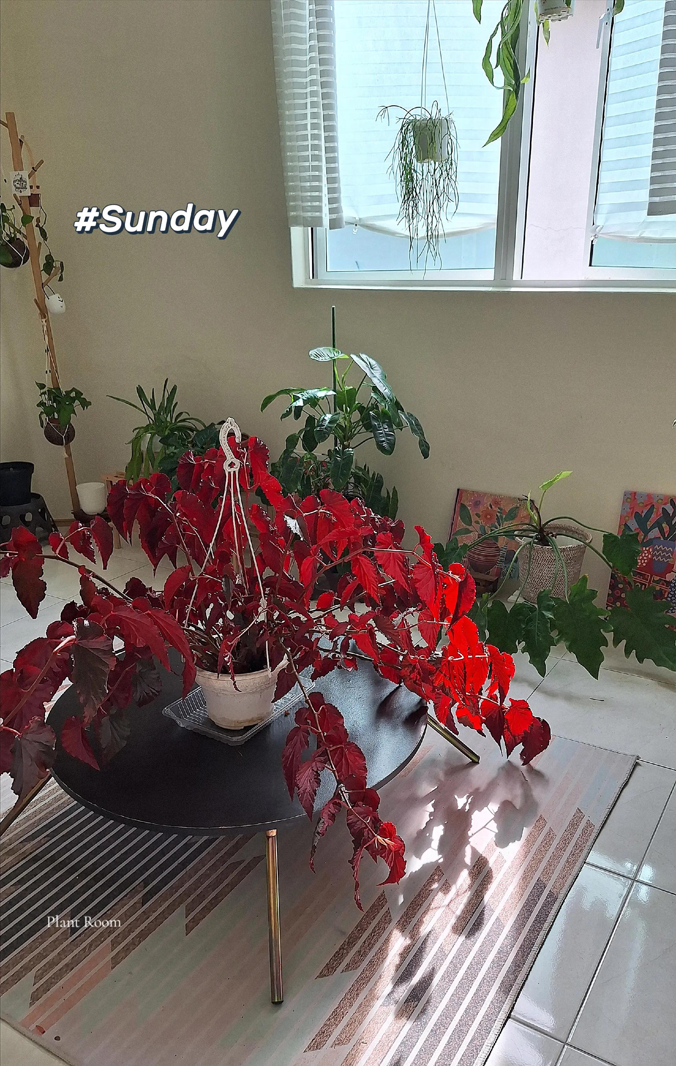 @Sara | Indoor Plants | 🇲🇾