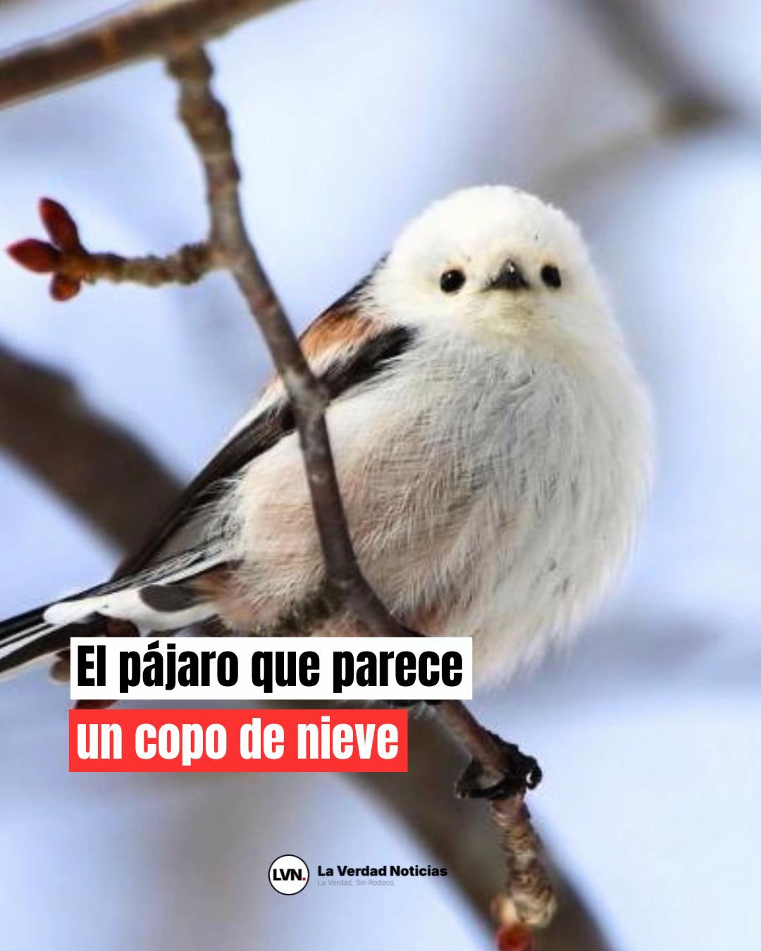 @lvn_noticias