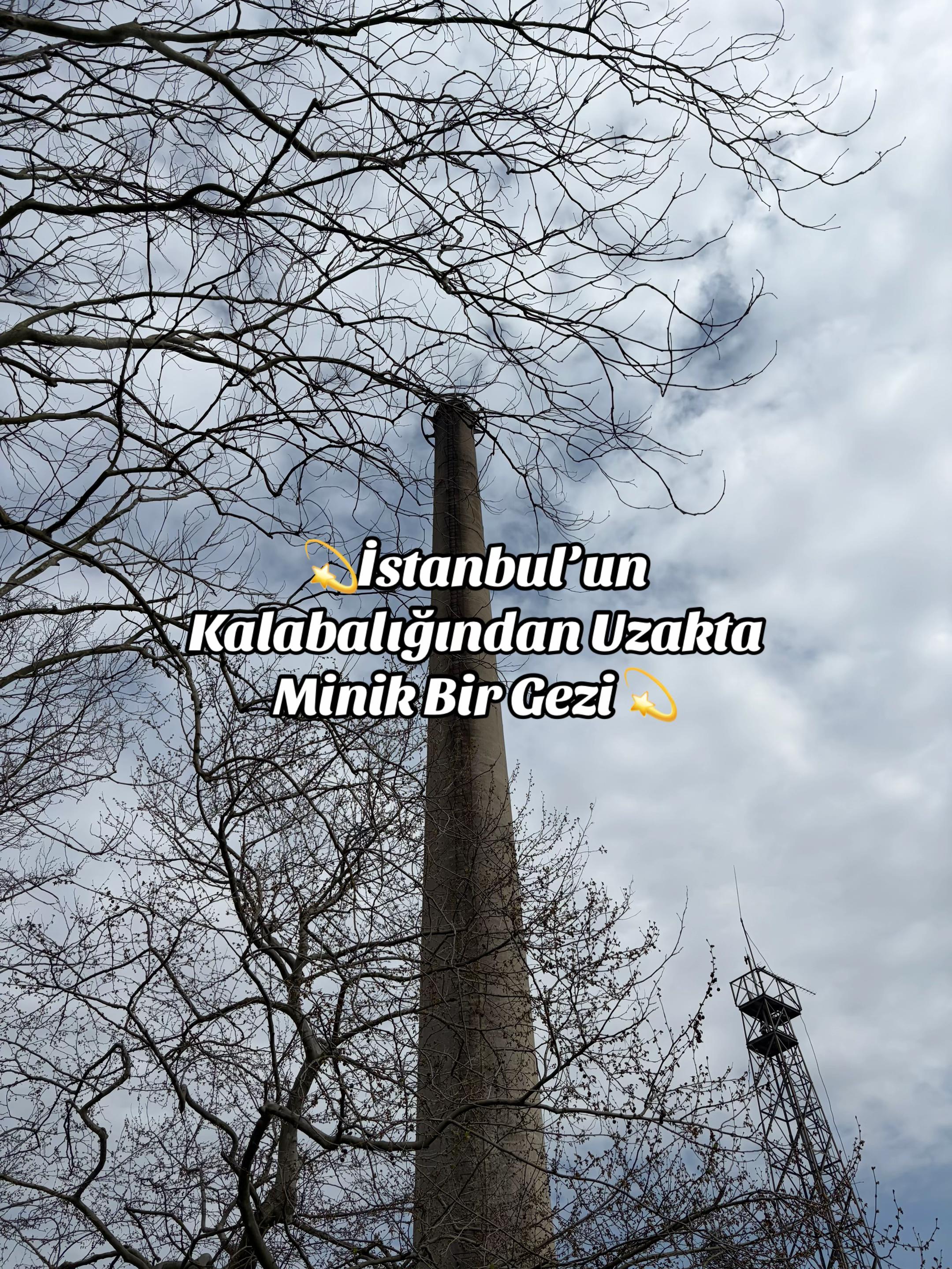 @İstanbul Kedisi
