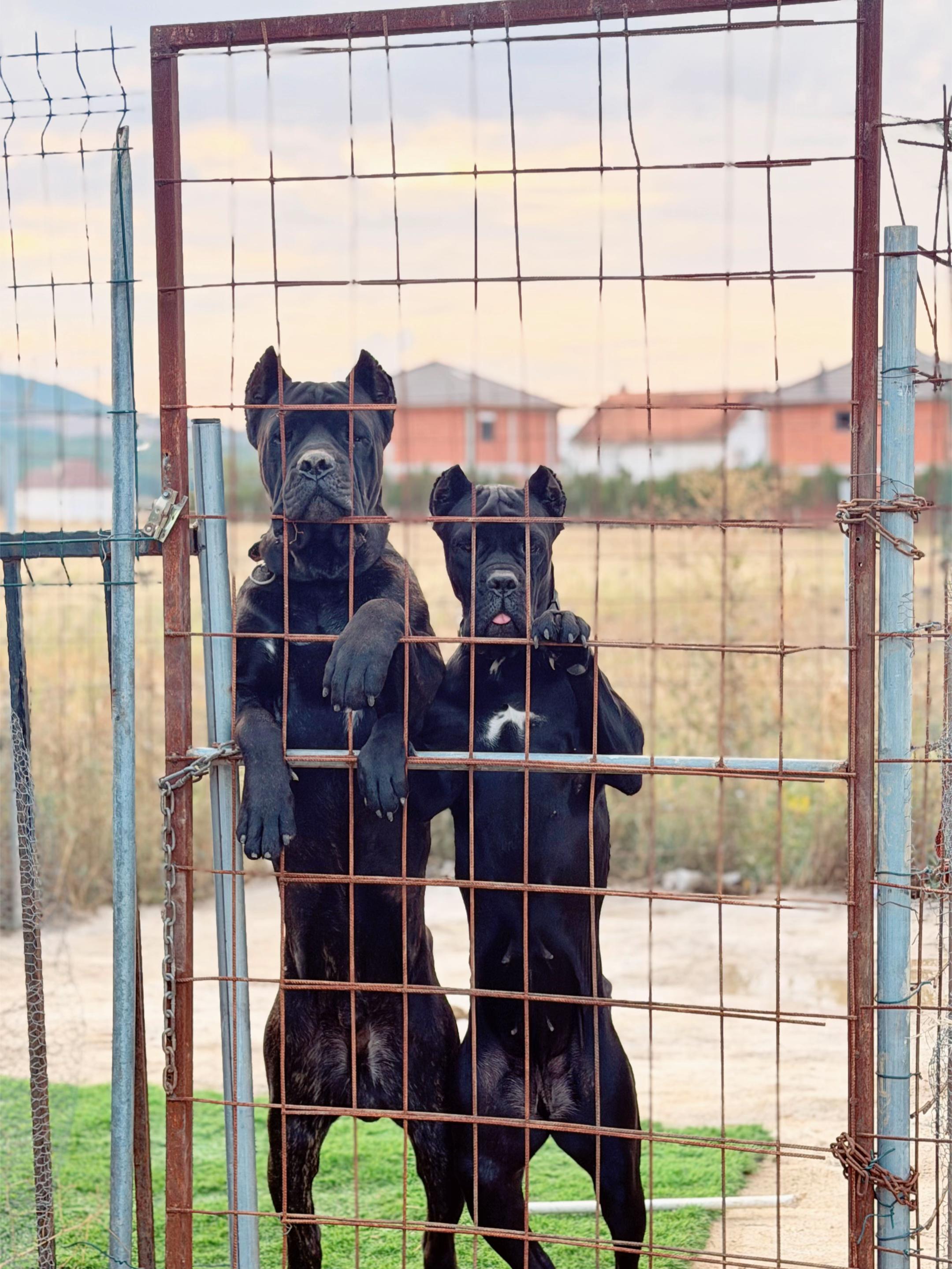 @AlbaniaCaneCorso Kennel