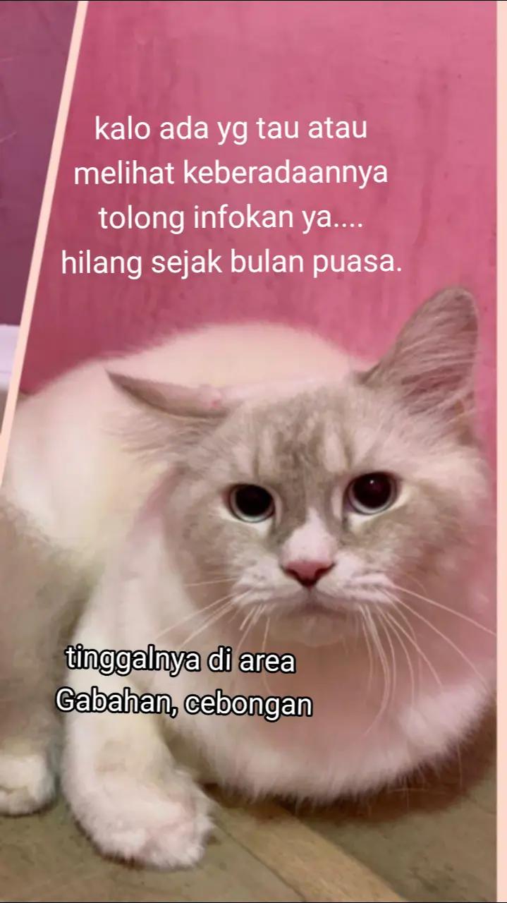 @apfia mei