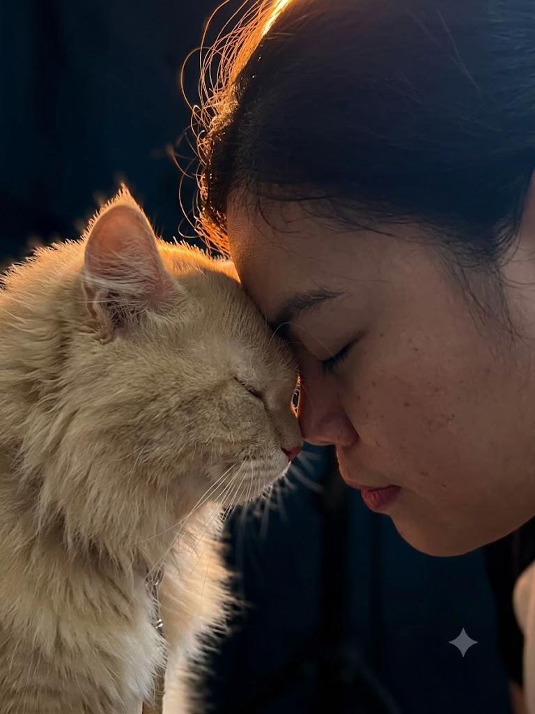 @Yuki the Persian Cat