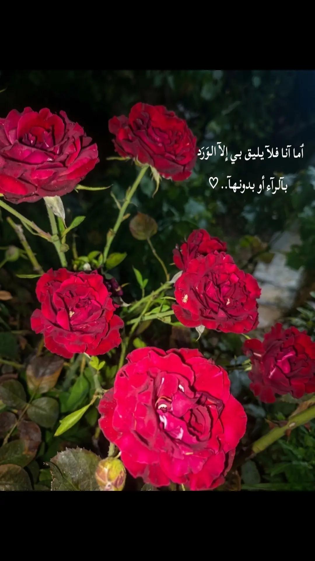 @🦋𝐑𝐎𝐒𝐄 //𐙚روُزيــــــ