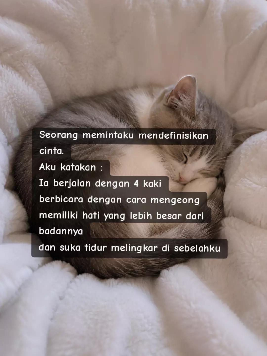@cimba😺