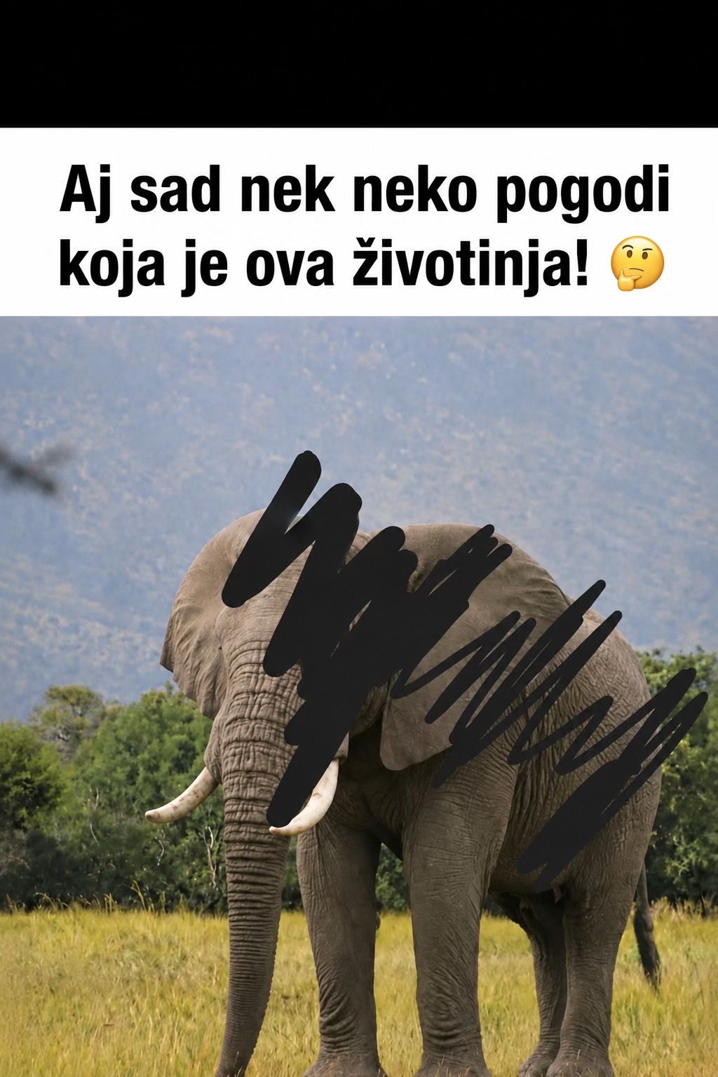 @onlyMane