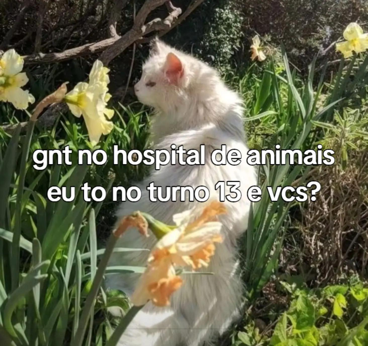 @~gatos brancos⚪🤍(-> <-)☆♡~