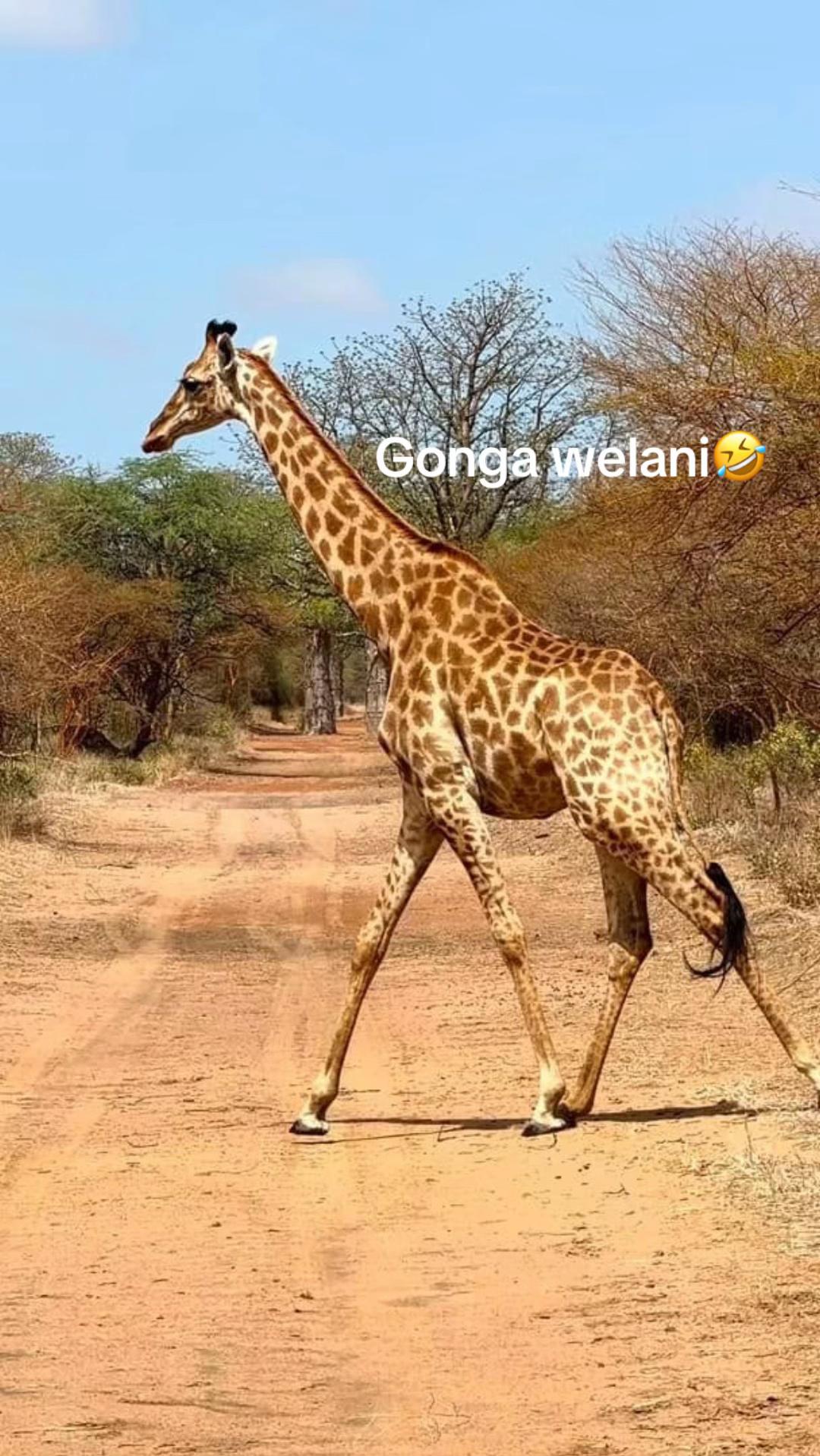 @hemsmbodj