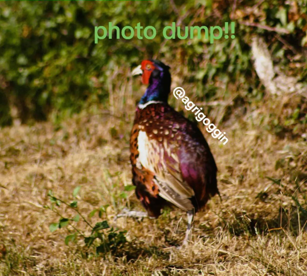 @agrigogsphotos