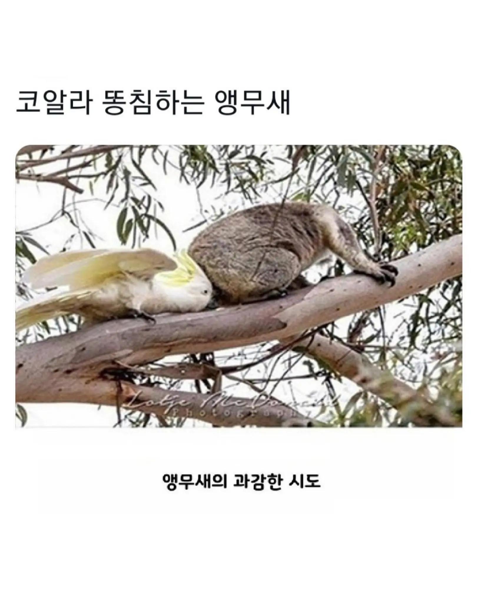 @로이젤