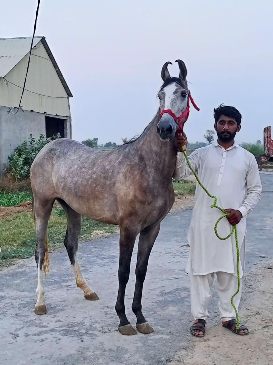 @Hayat Raza