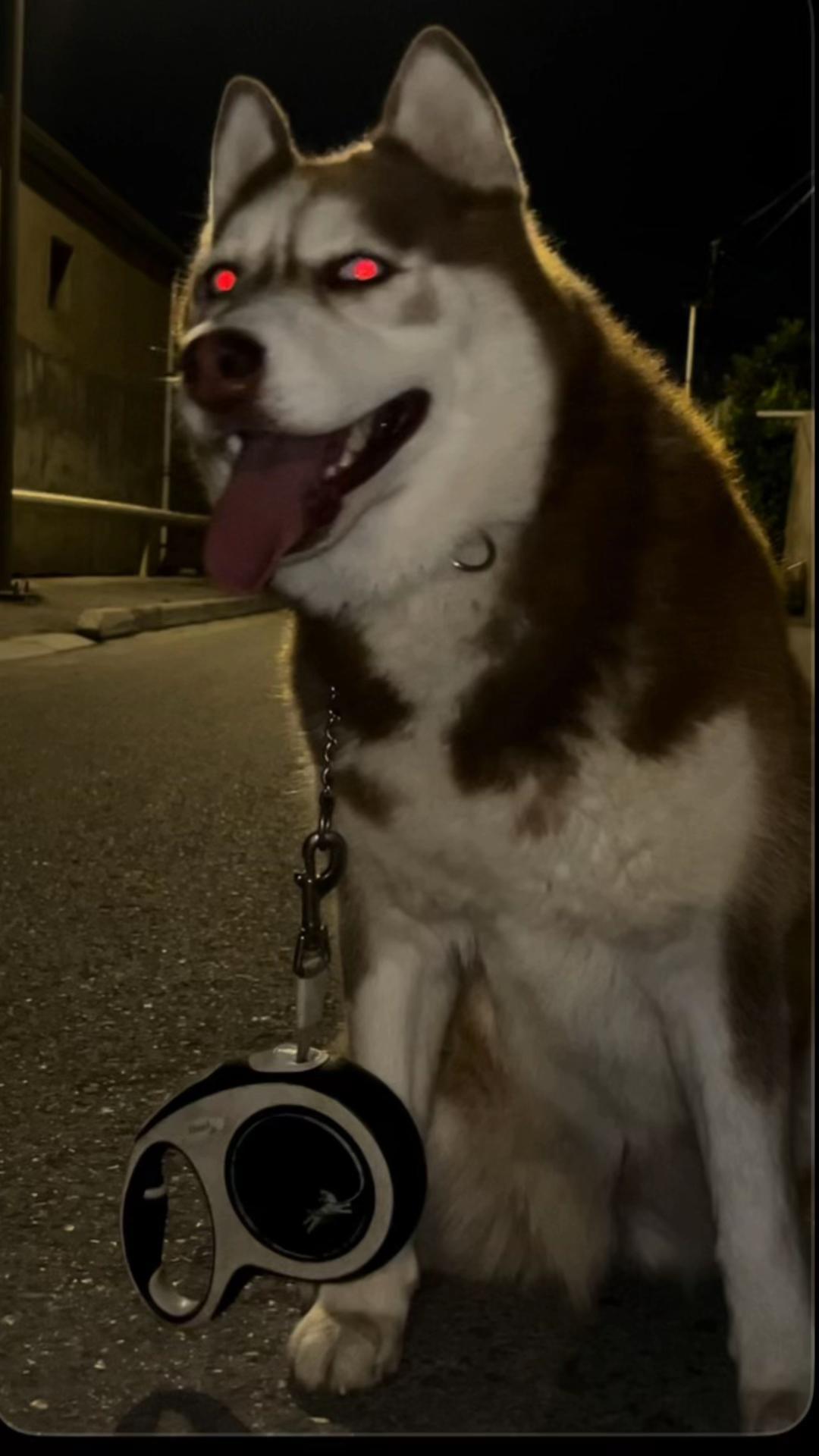 @lbella_Huskyy