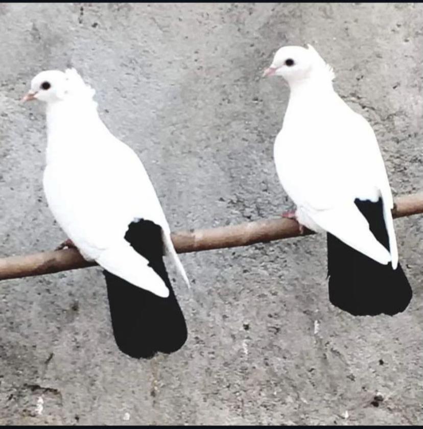 @Özkan Ulurak