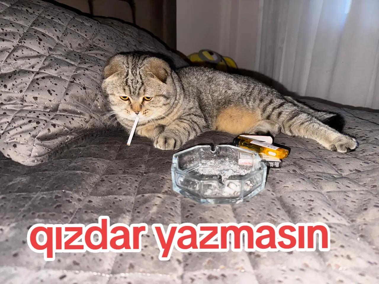 @Eli Ebelfezli