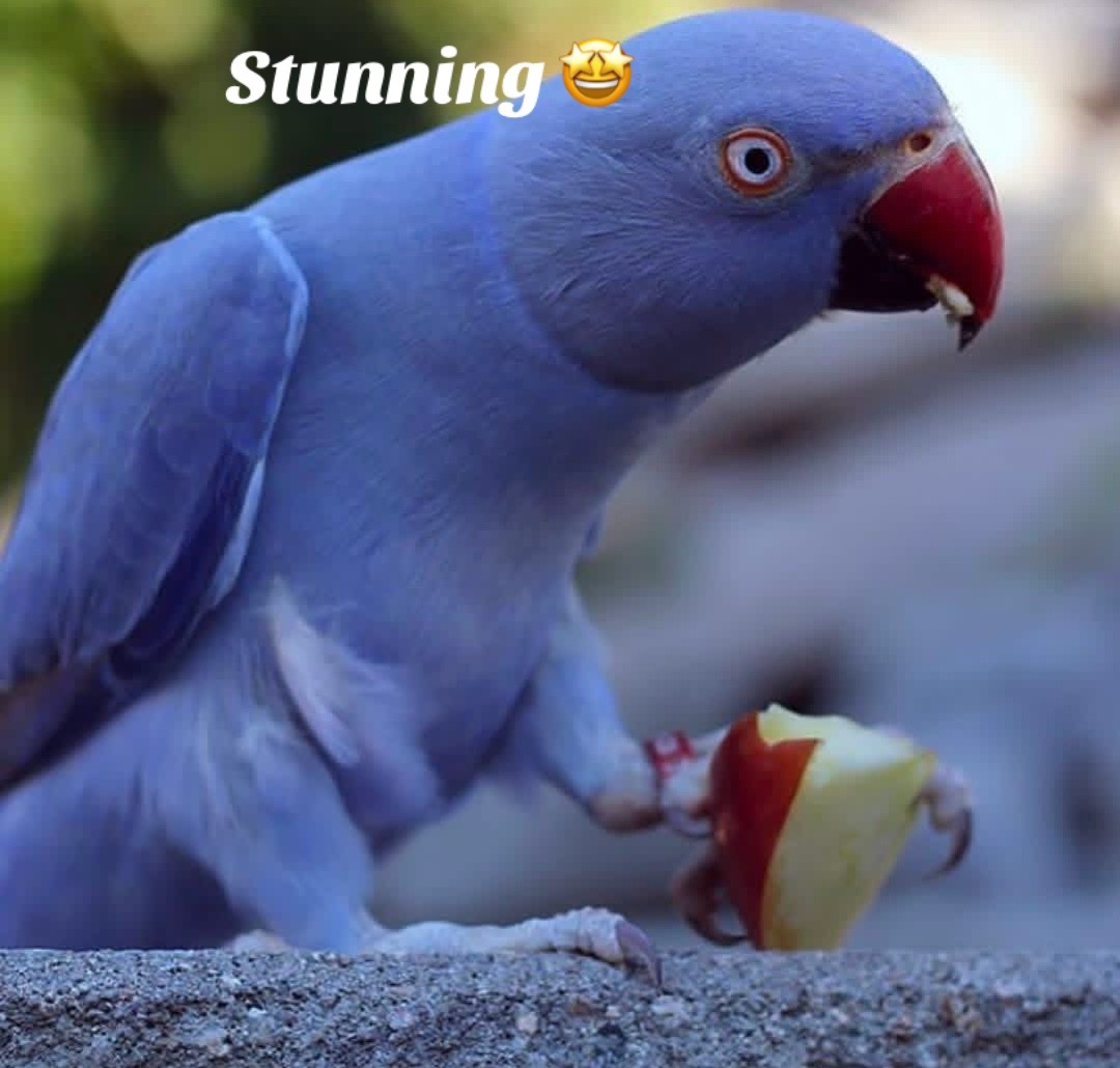 @Ring-necked Parakeets