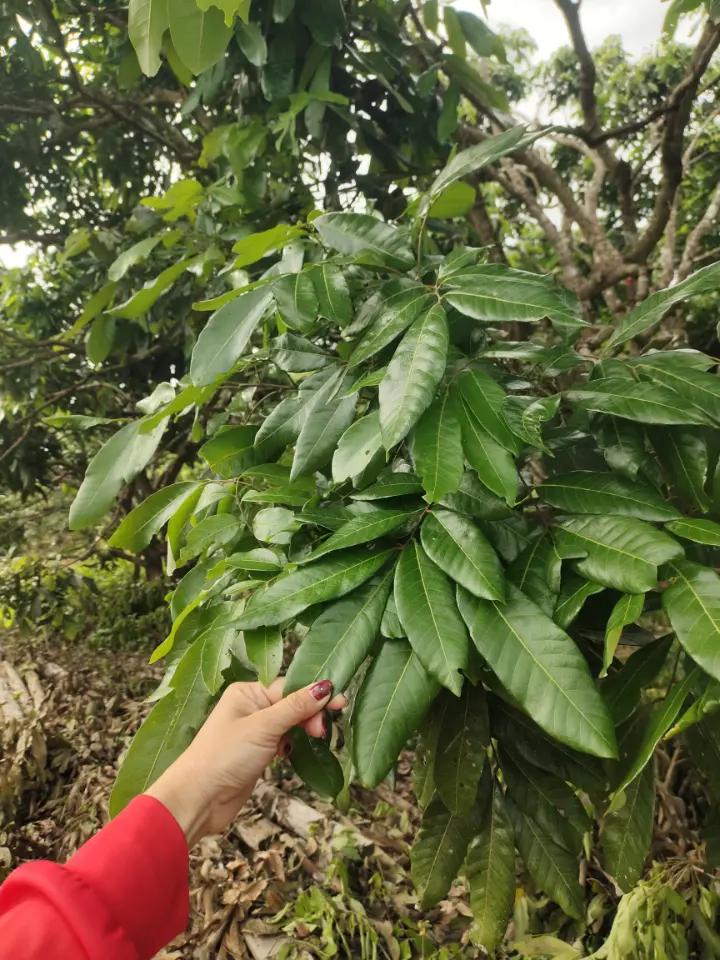 @milkmanu
