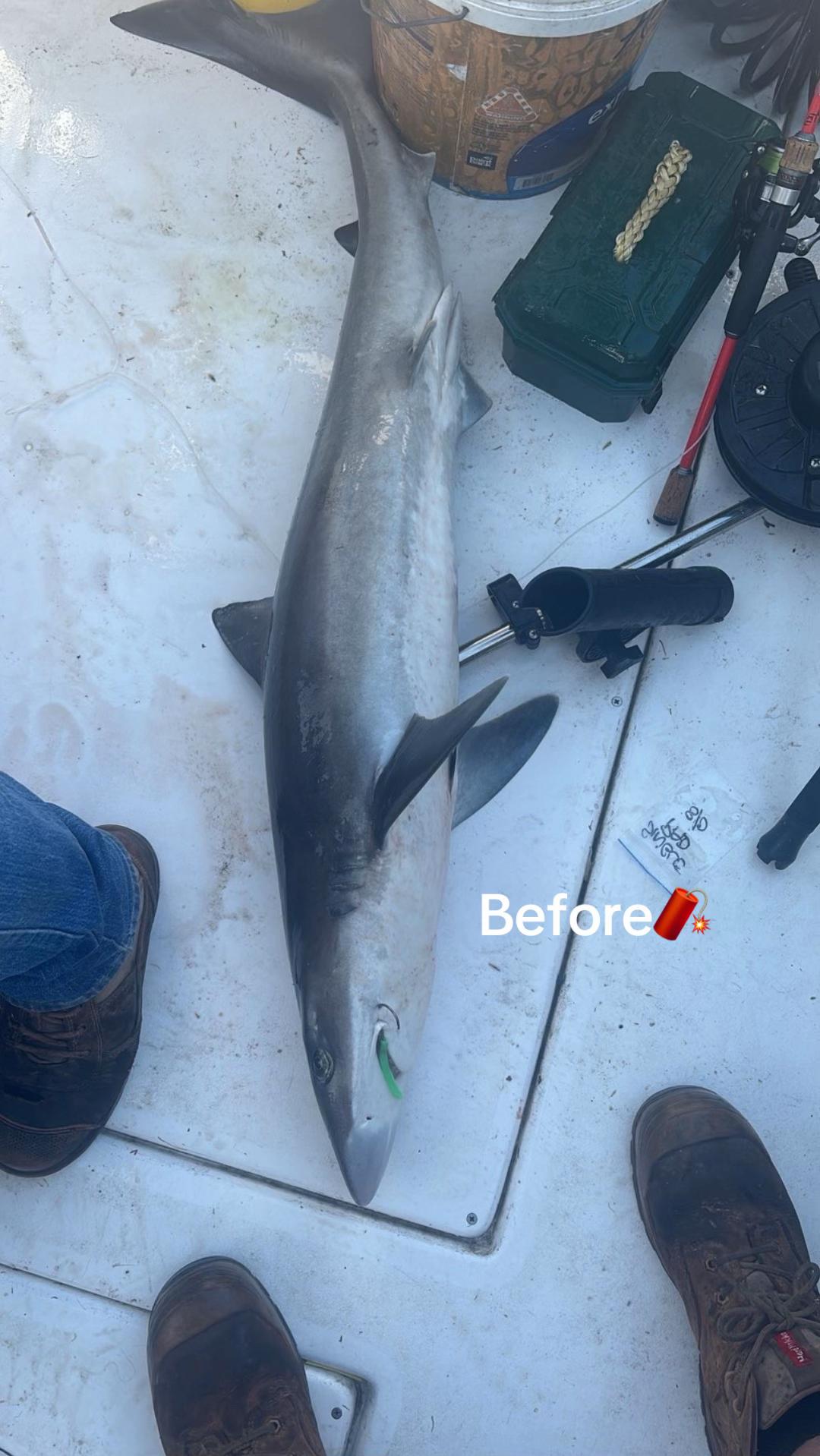 @Shark Jaw Displaying