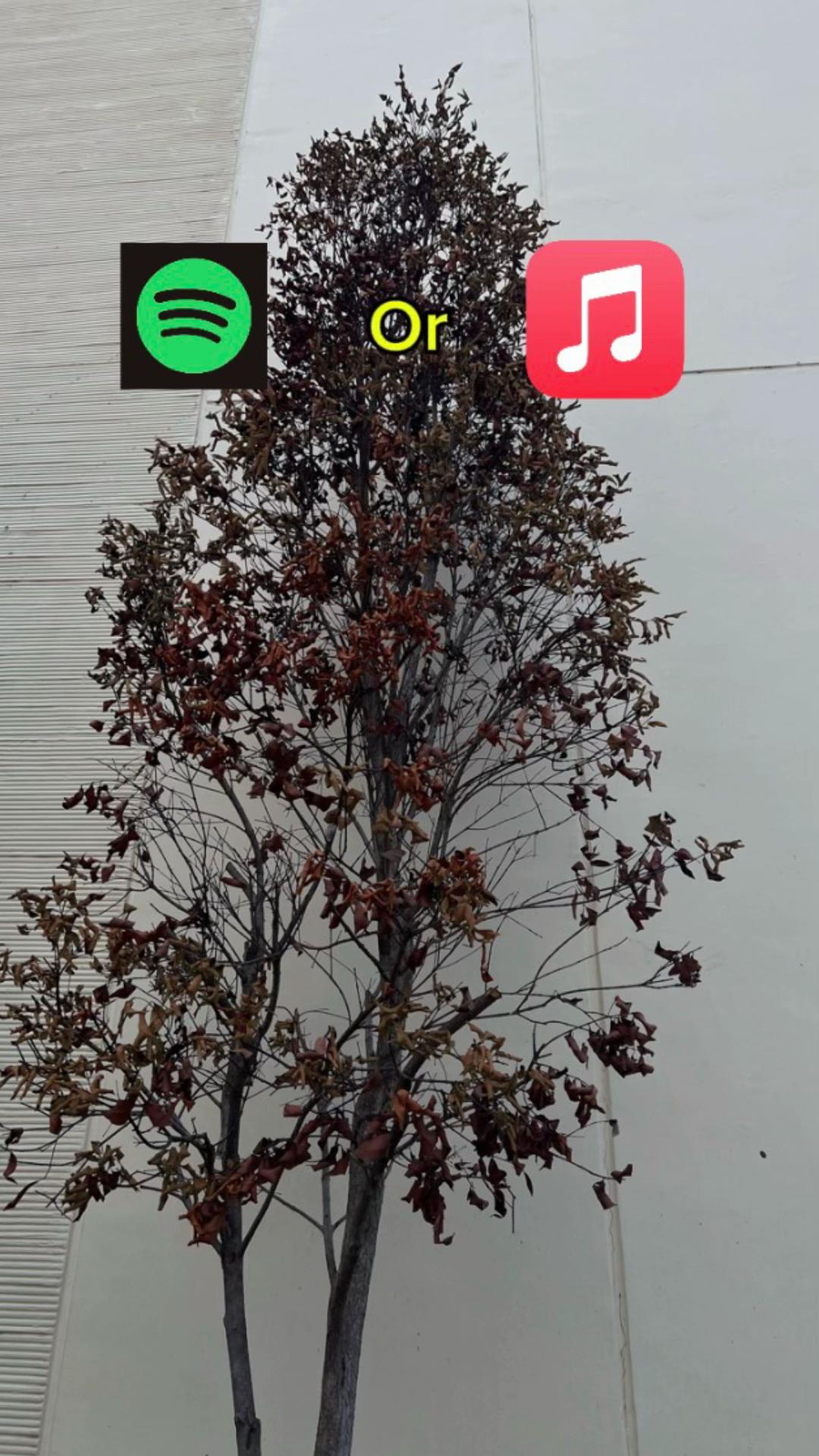 @lj