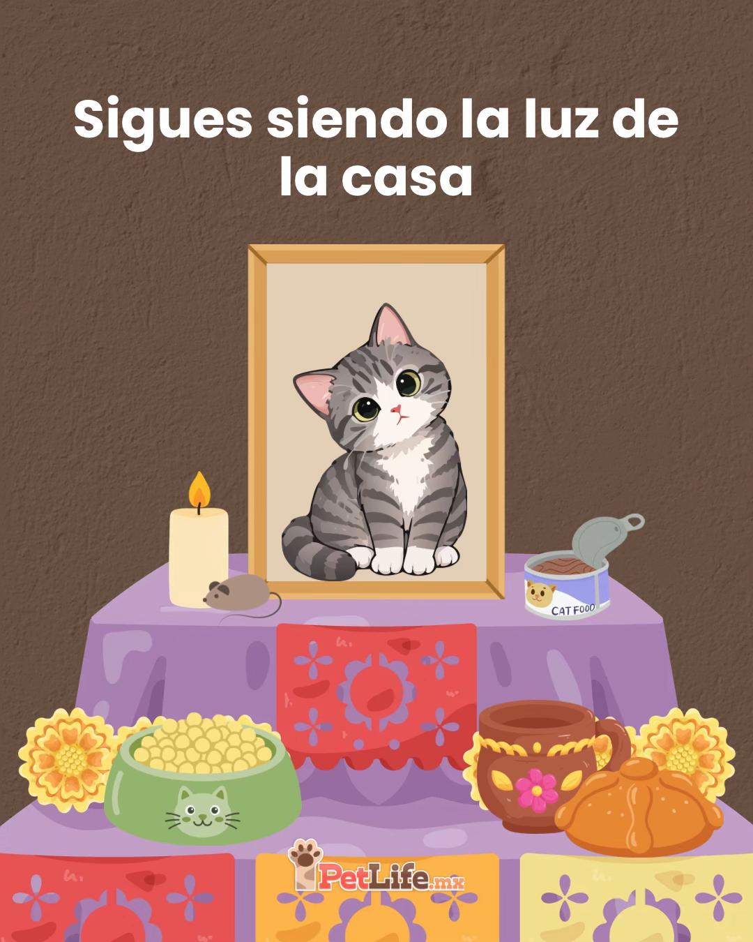 @Petlife