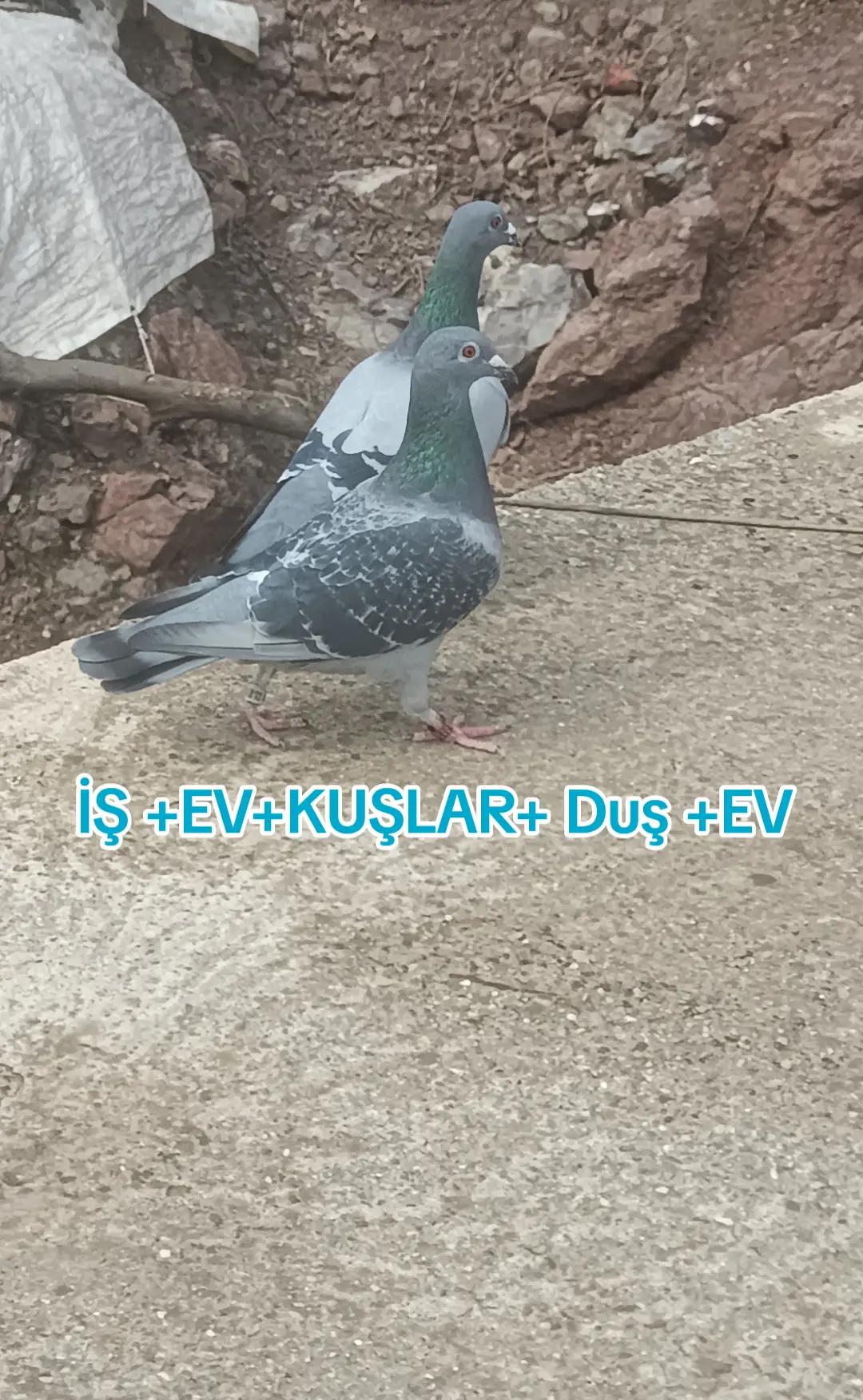 @YARIŞ POSTASI