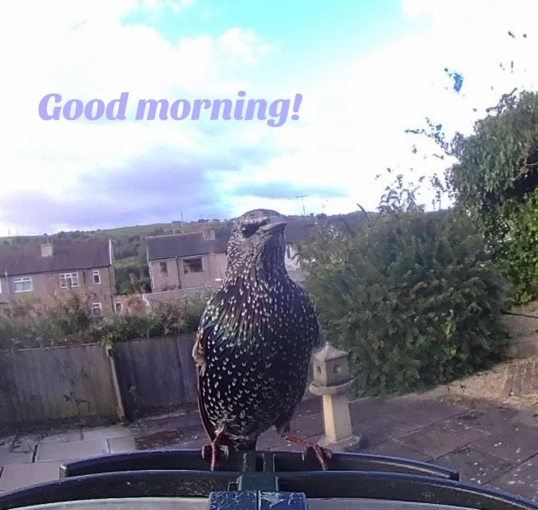 @🐦⬛ A Hoot 🐦⬛