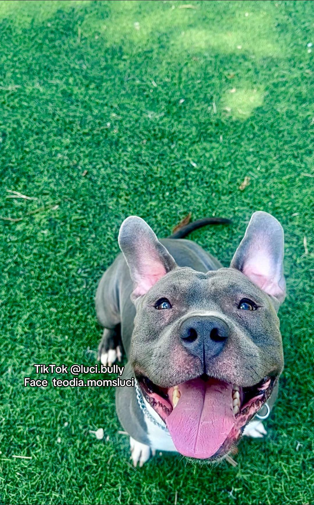 @luci.bully