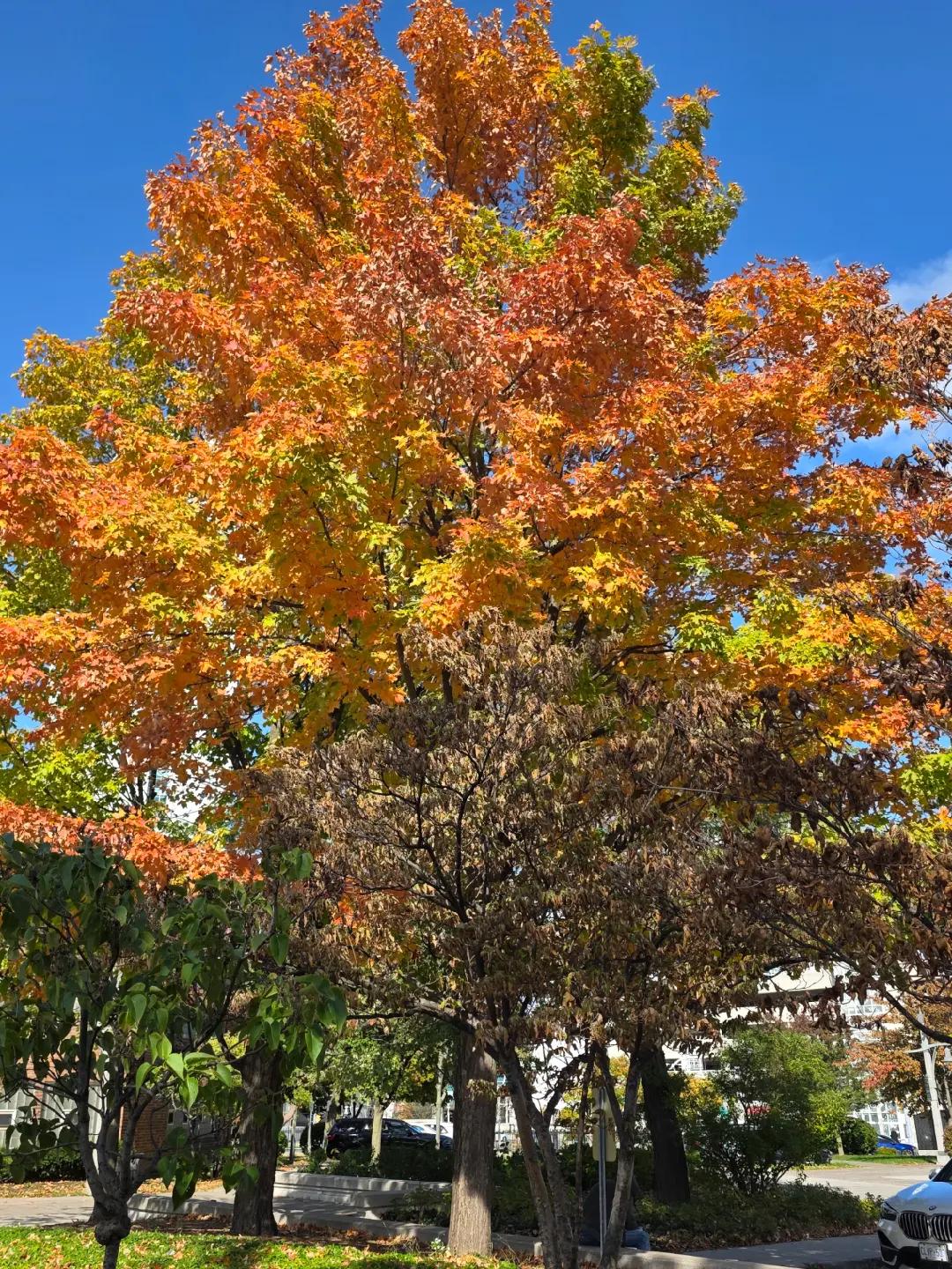 @Evelyn D Queen
