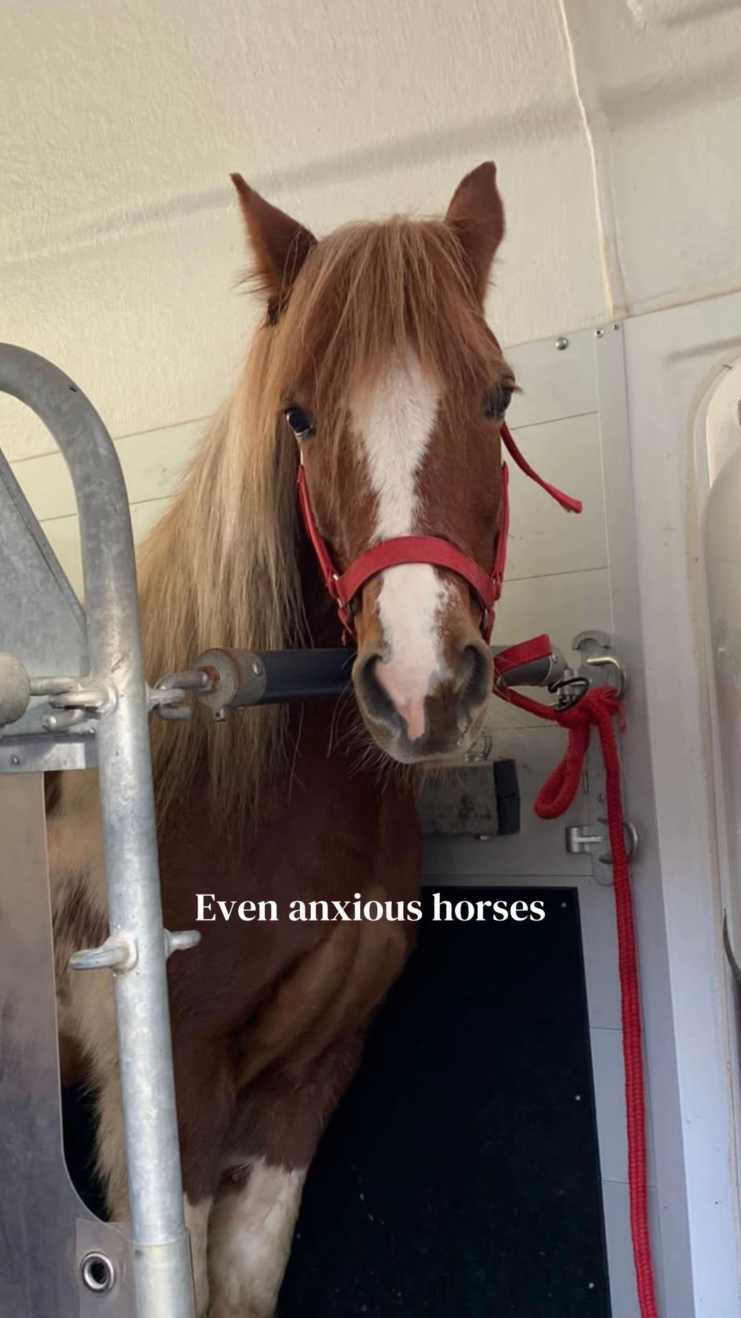 @idh_horses