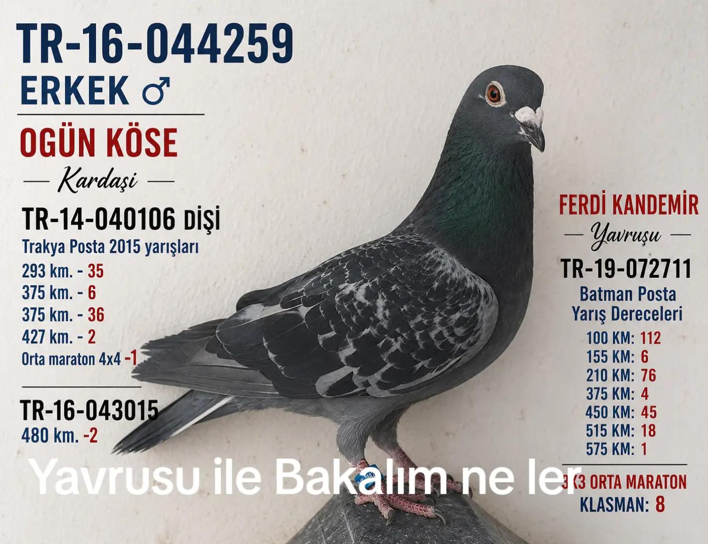 @YARIŞ POSTASI