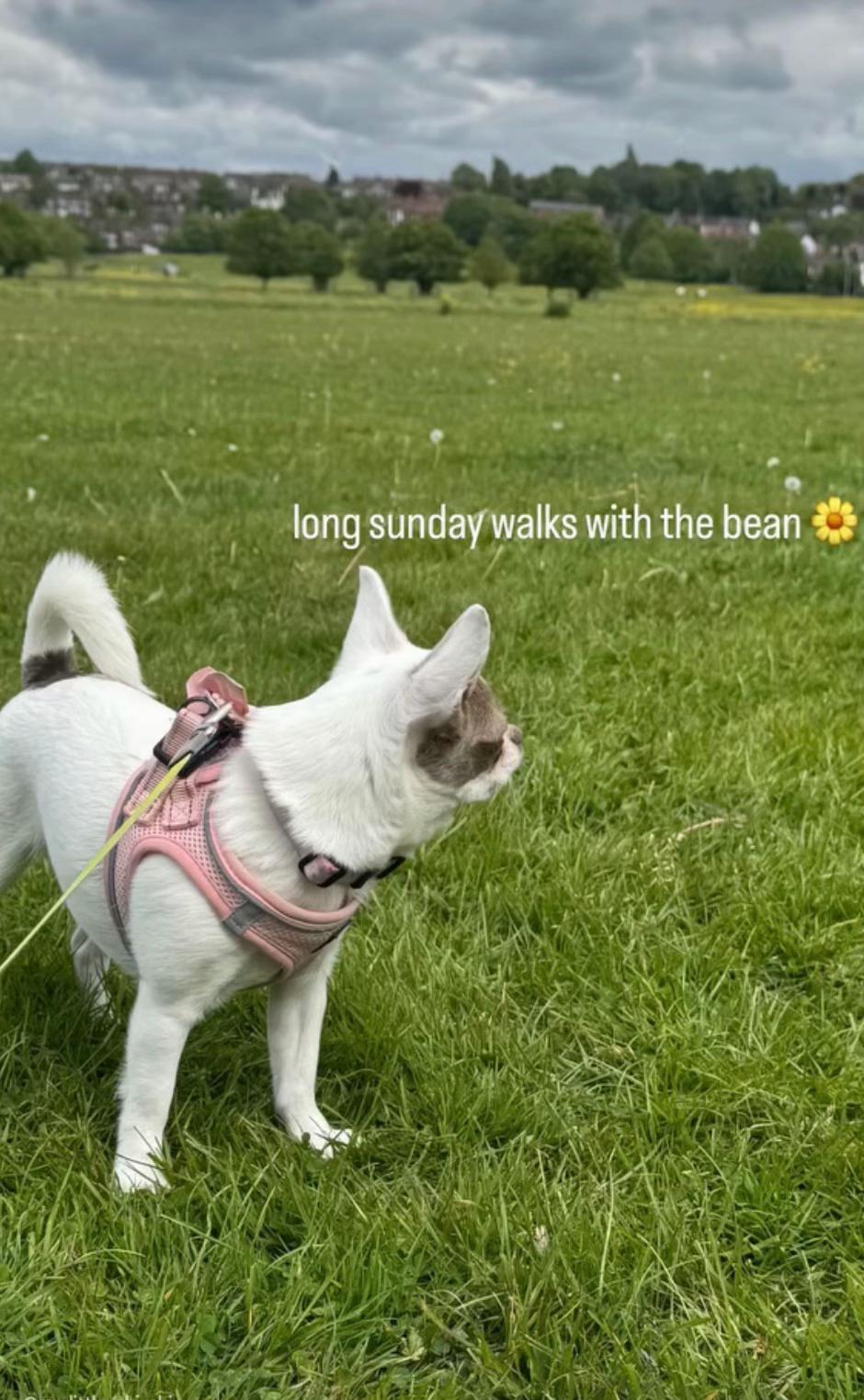 @My little Chi Chi