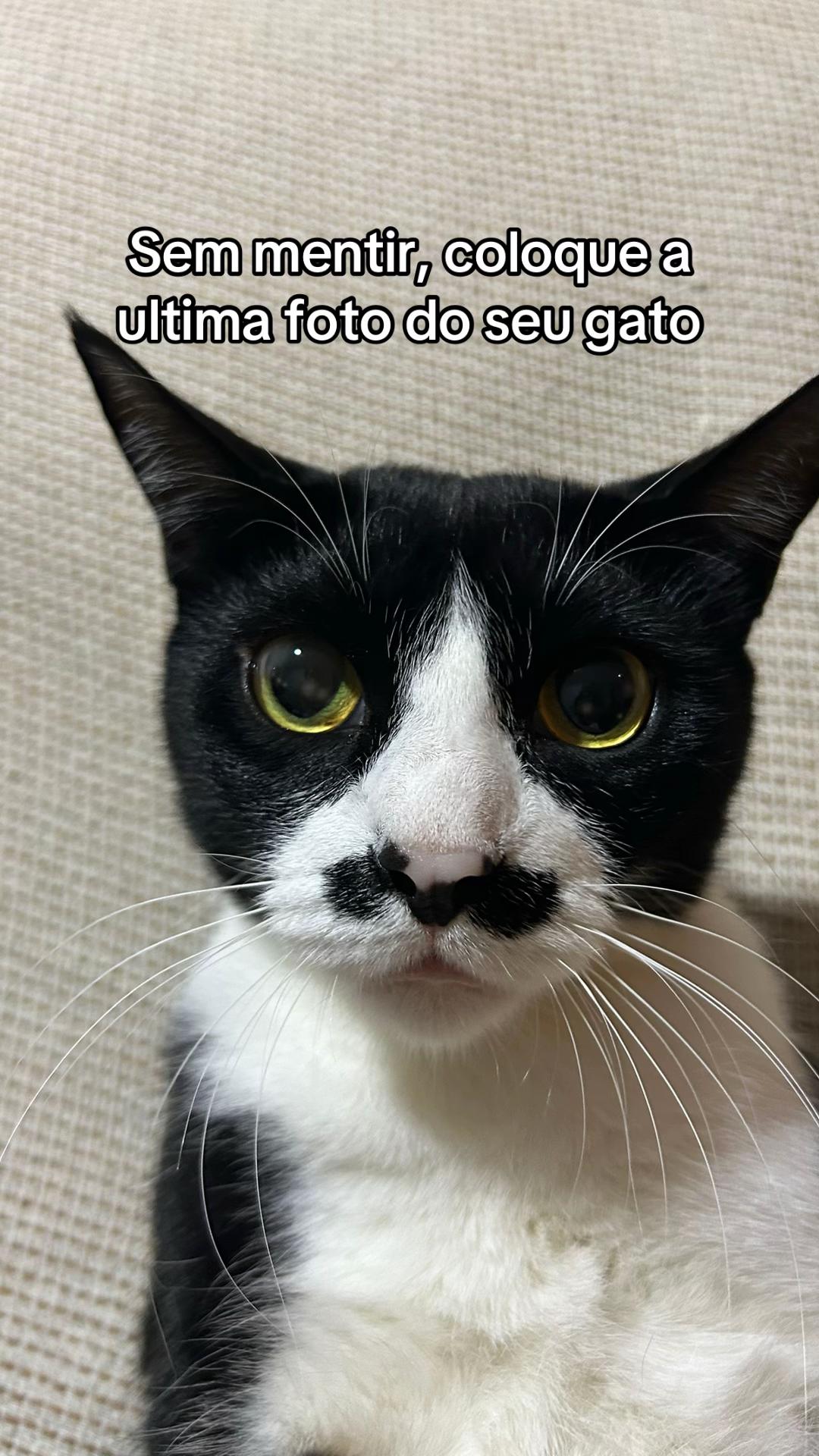 @cantinho pet