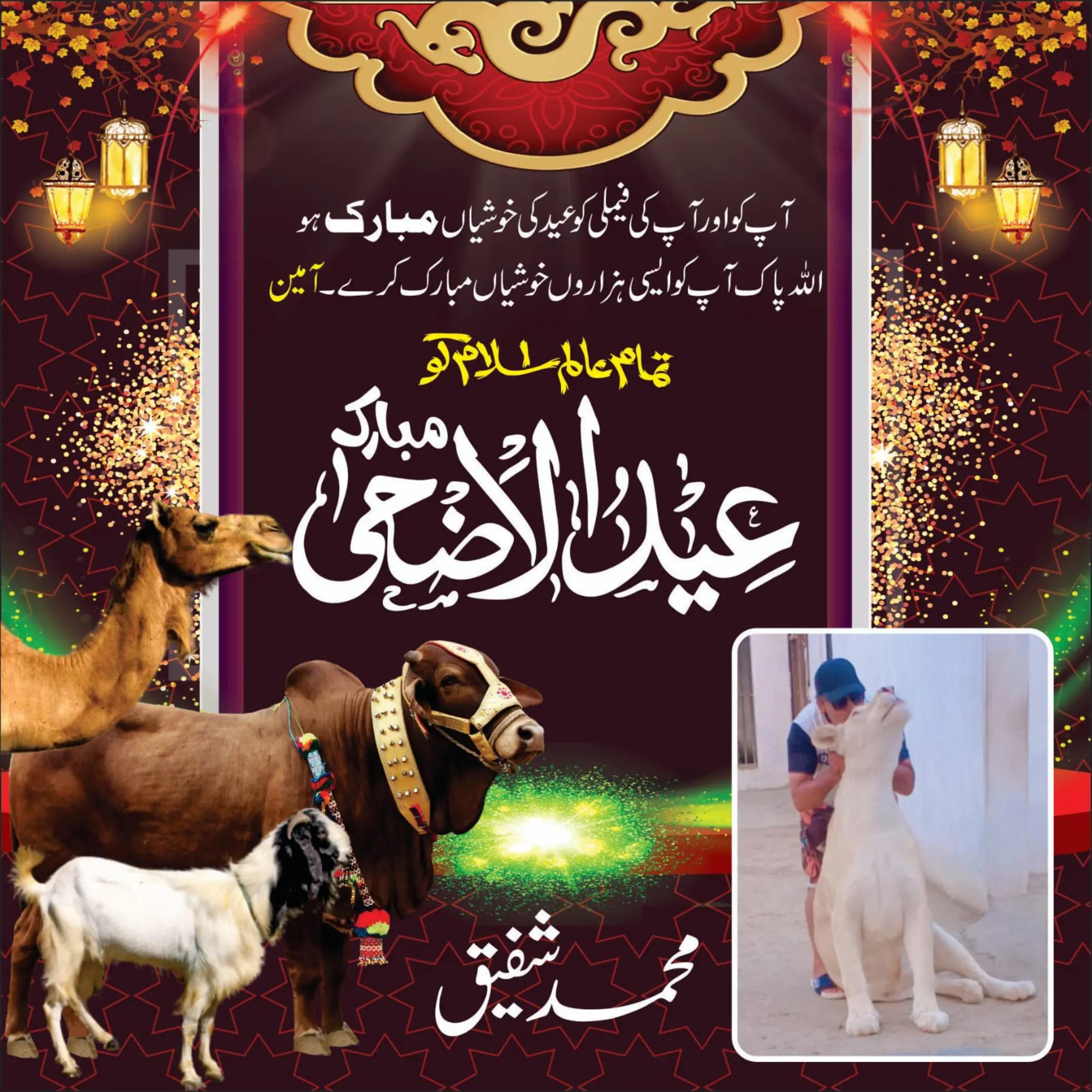 @muhammadshafiqe508