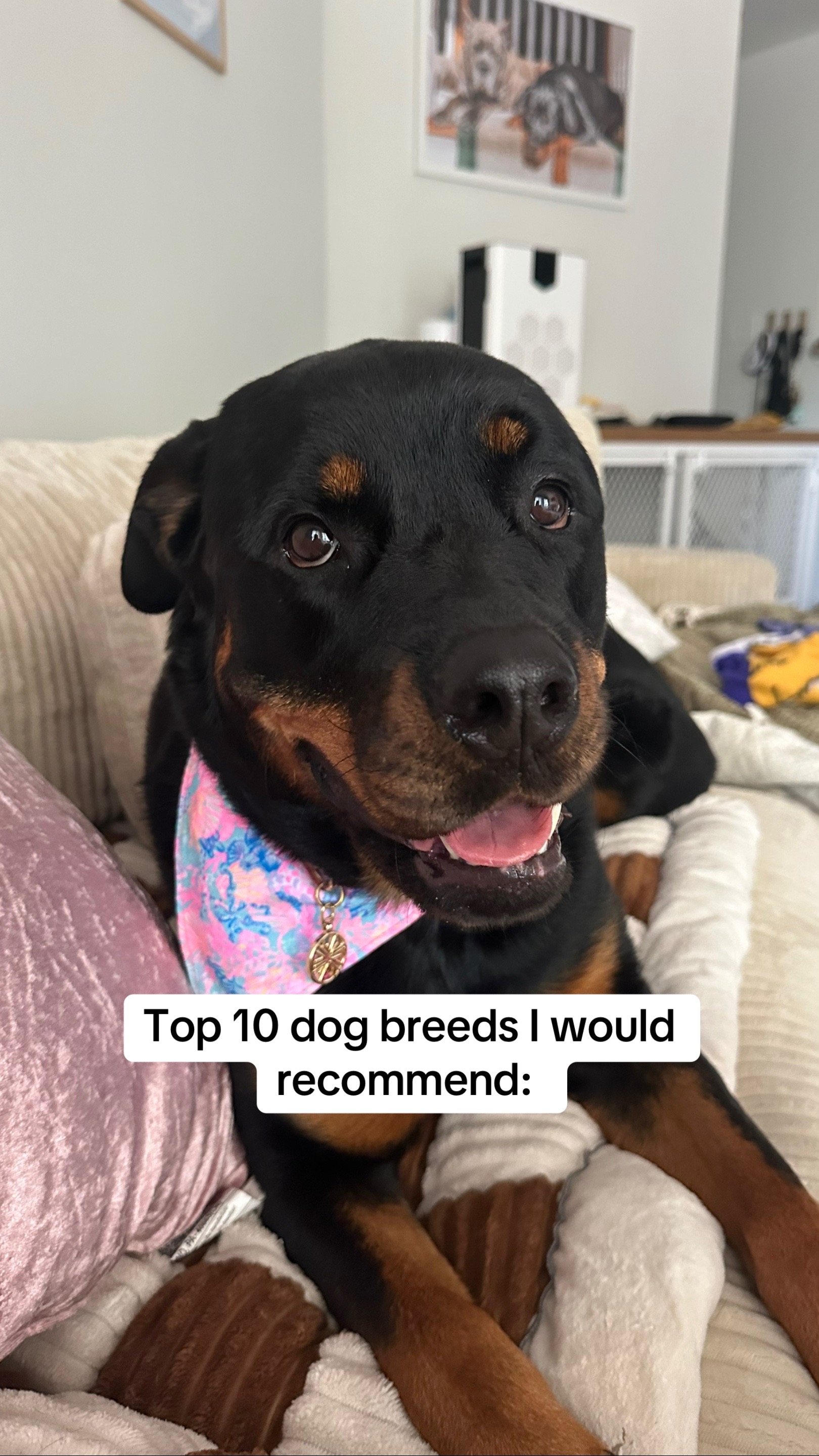 @Mia the Rottie