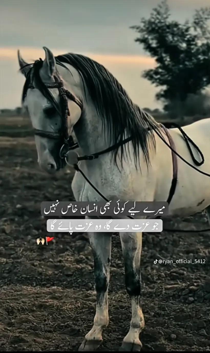 @سنی کمبوہ 😎