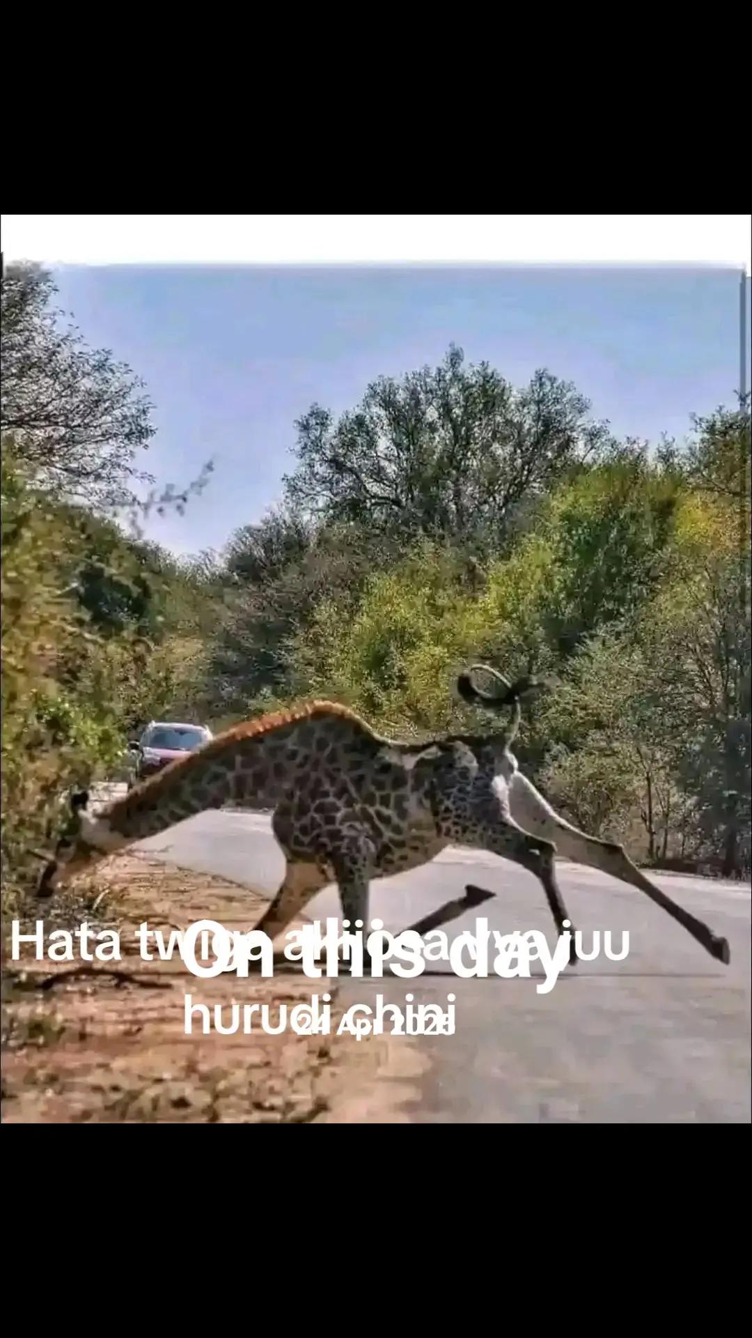 @Lambiz