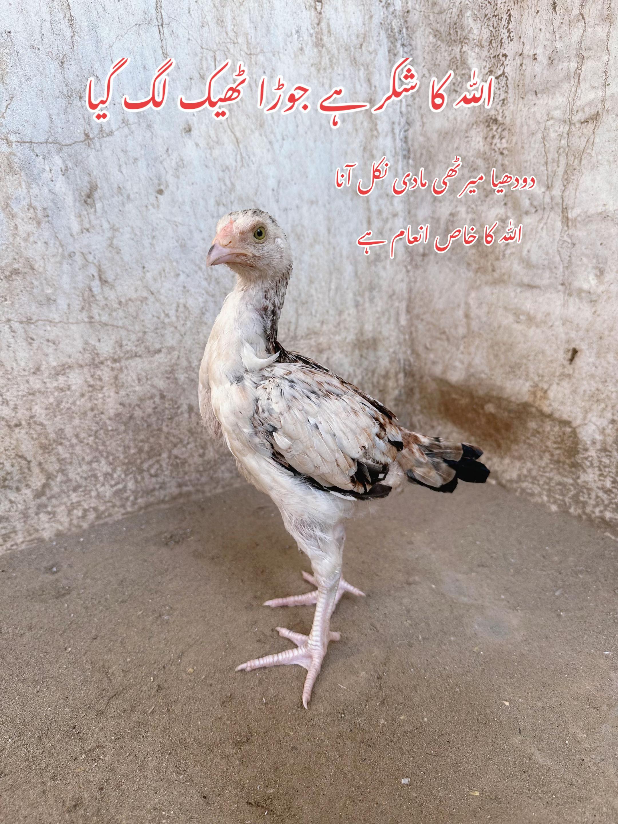@Poultry Markaz