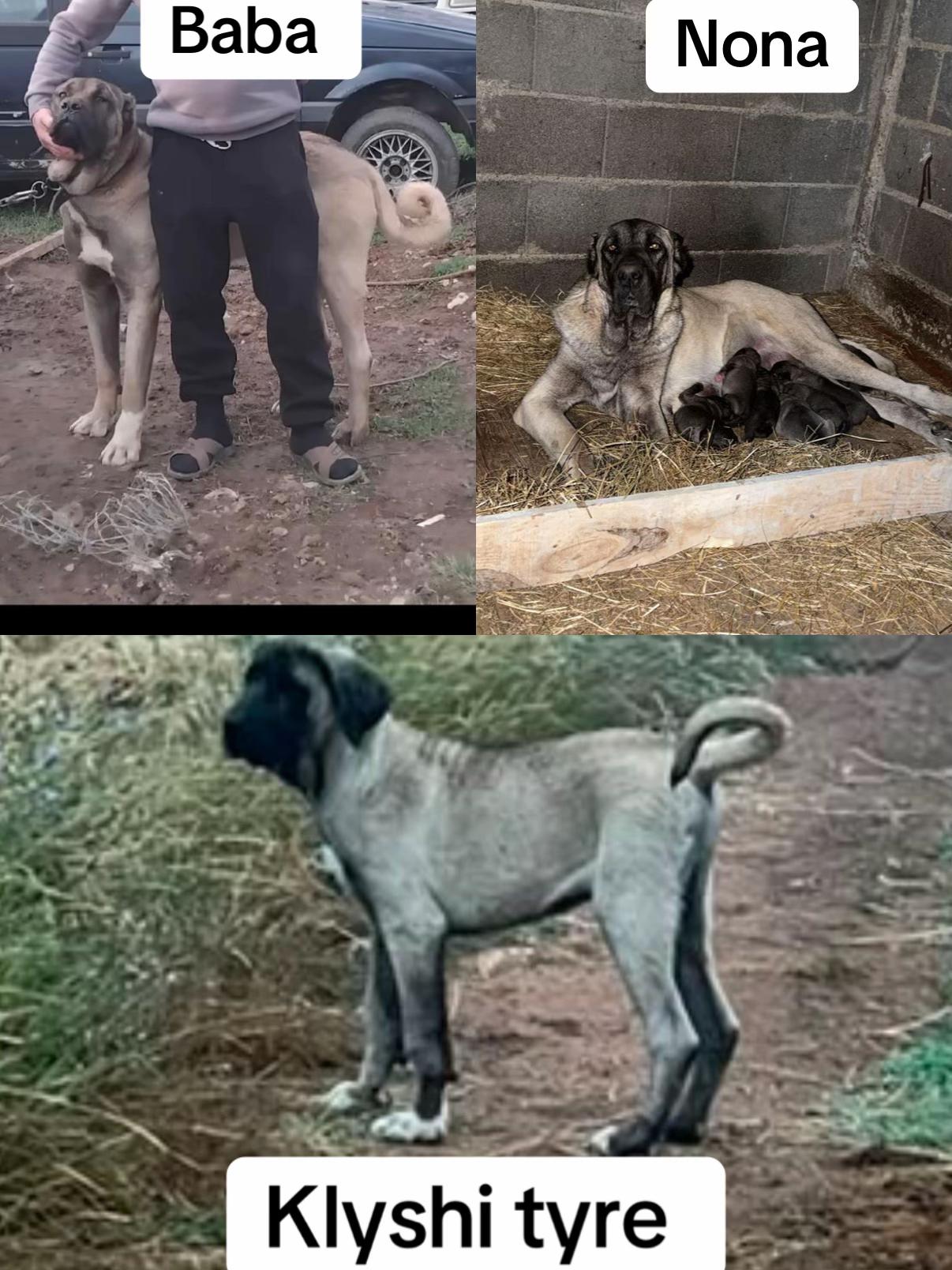 @Ferma _vellezrit _la&ccedil;i_ diber
