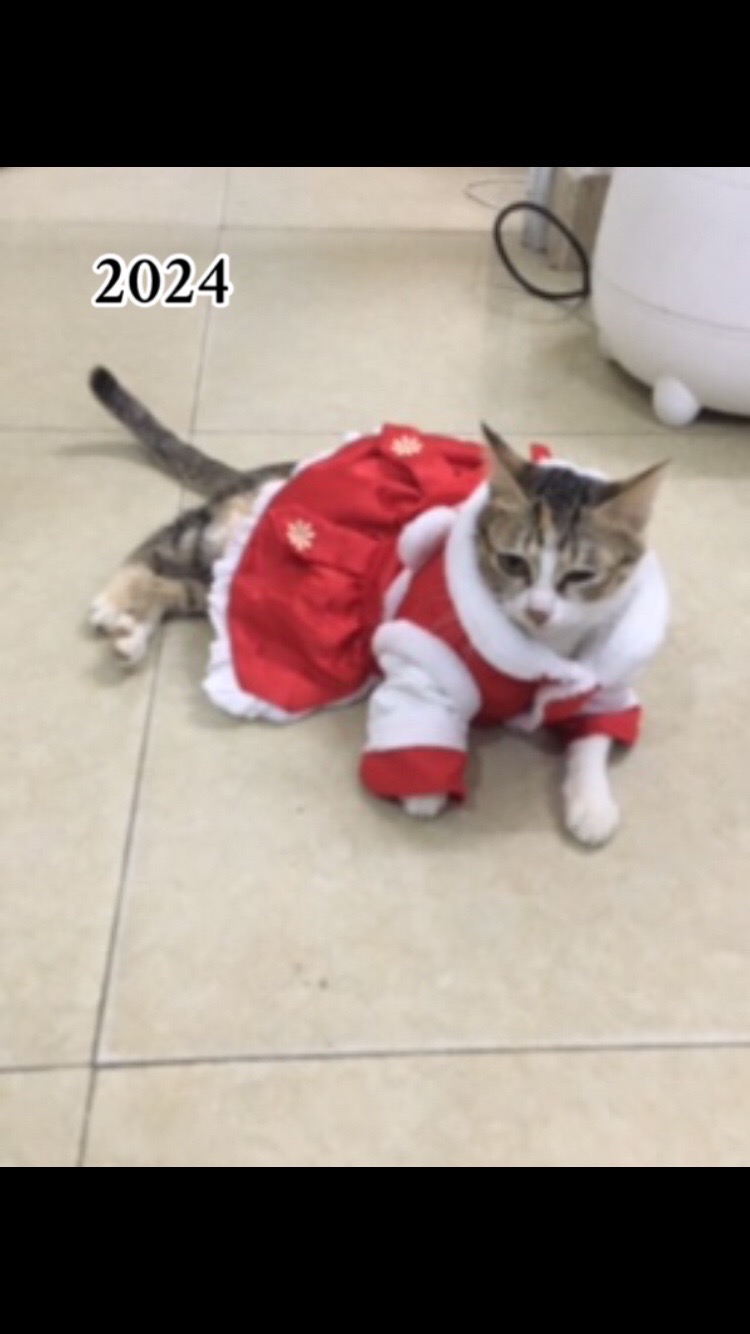 @t là pate🐈