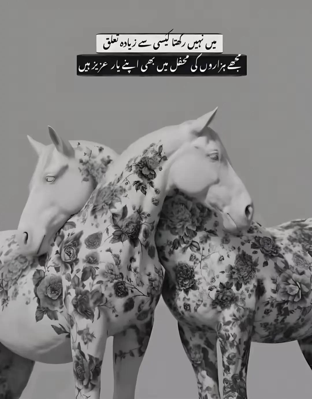 @سیکندر راجپوت👑🦅