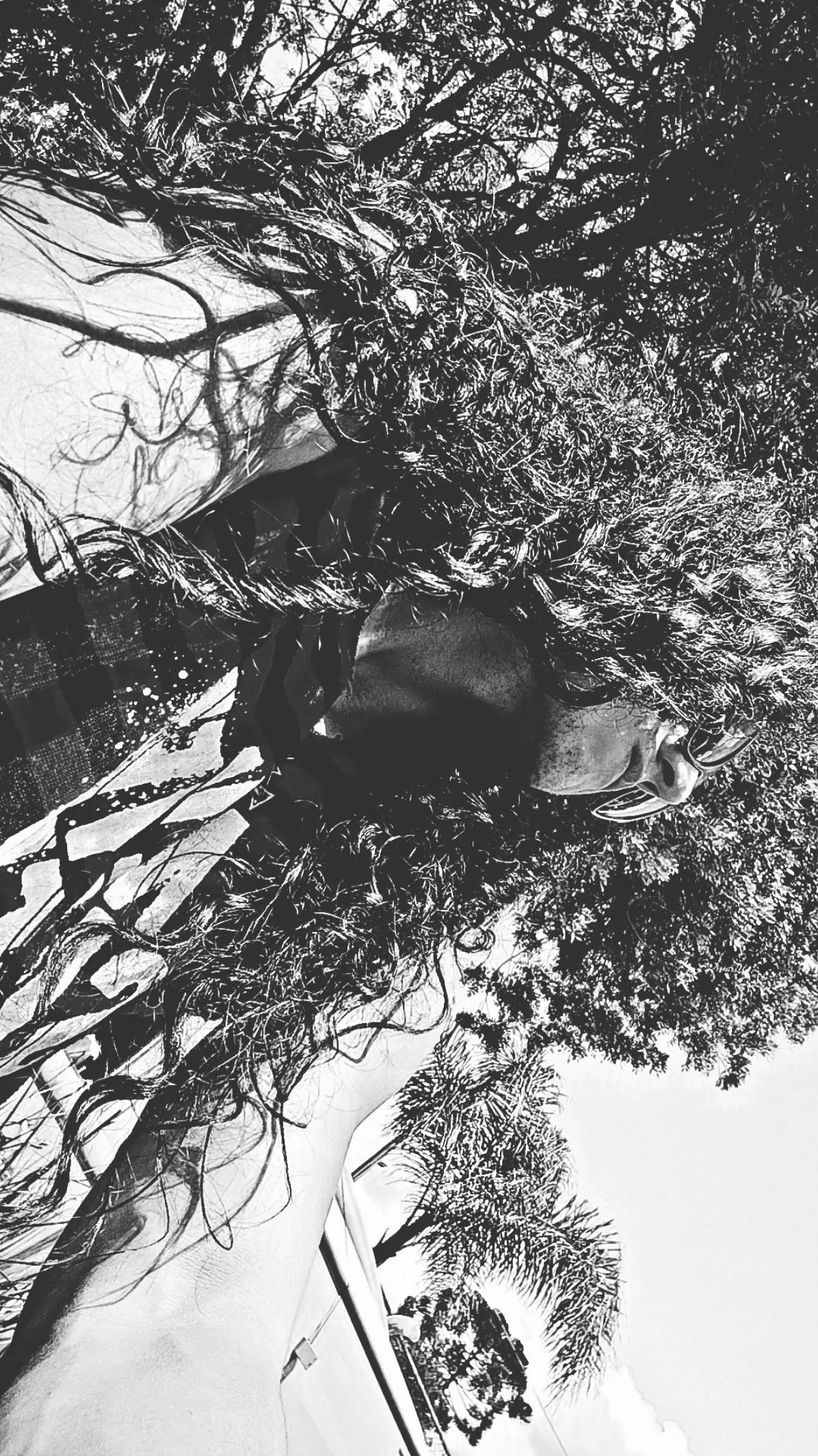 @✠Temujin✠🇪🇸